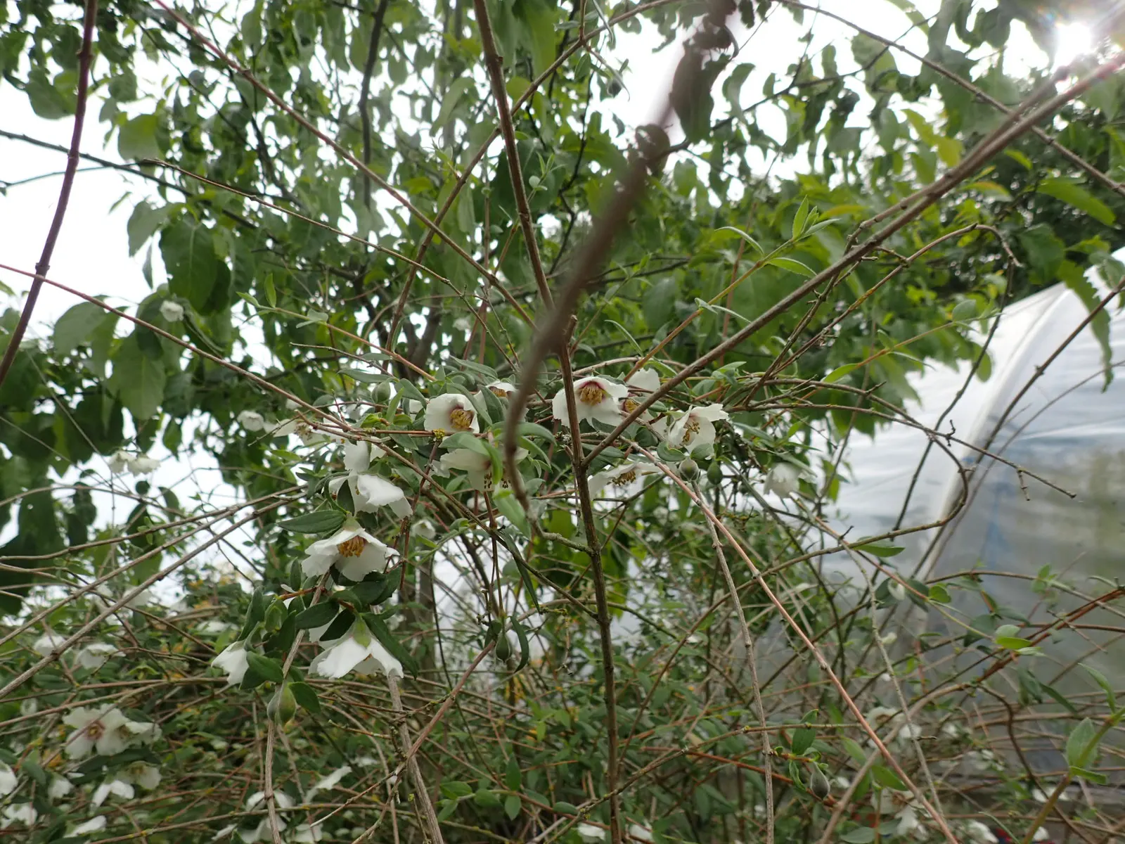 Mexican Mock Orange (Philadelphus Mexicanus) — thrives in USDA zones 8 through 10