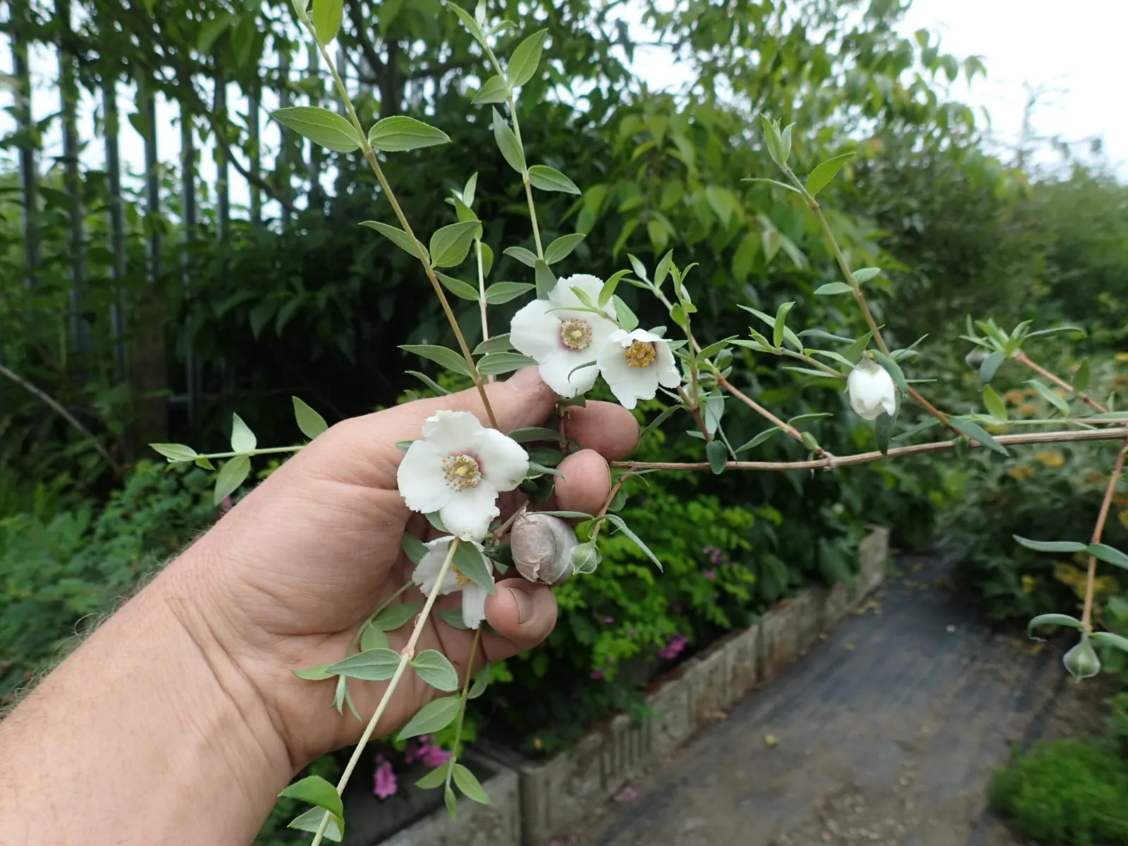 Mexican Mock Orange (Philadelphus Mexicanus) — when abundant clusters of fragrant