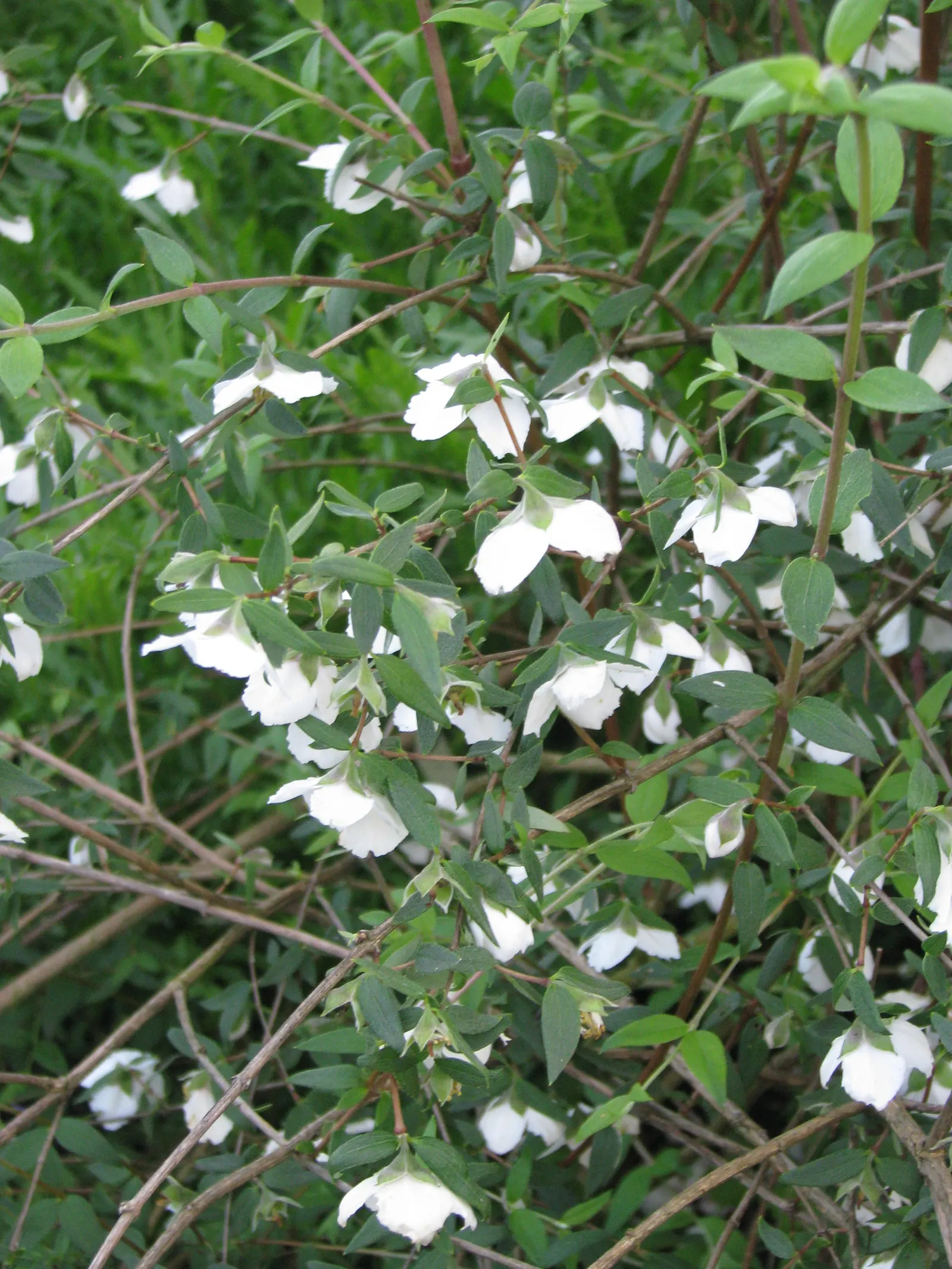 Mexican Mock Orange (Philadelphus Mexicanus) — Perfect for a sensory garden, it's hardy in USDA zones 8-10 and benefits from annual pruning for robust growth