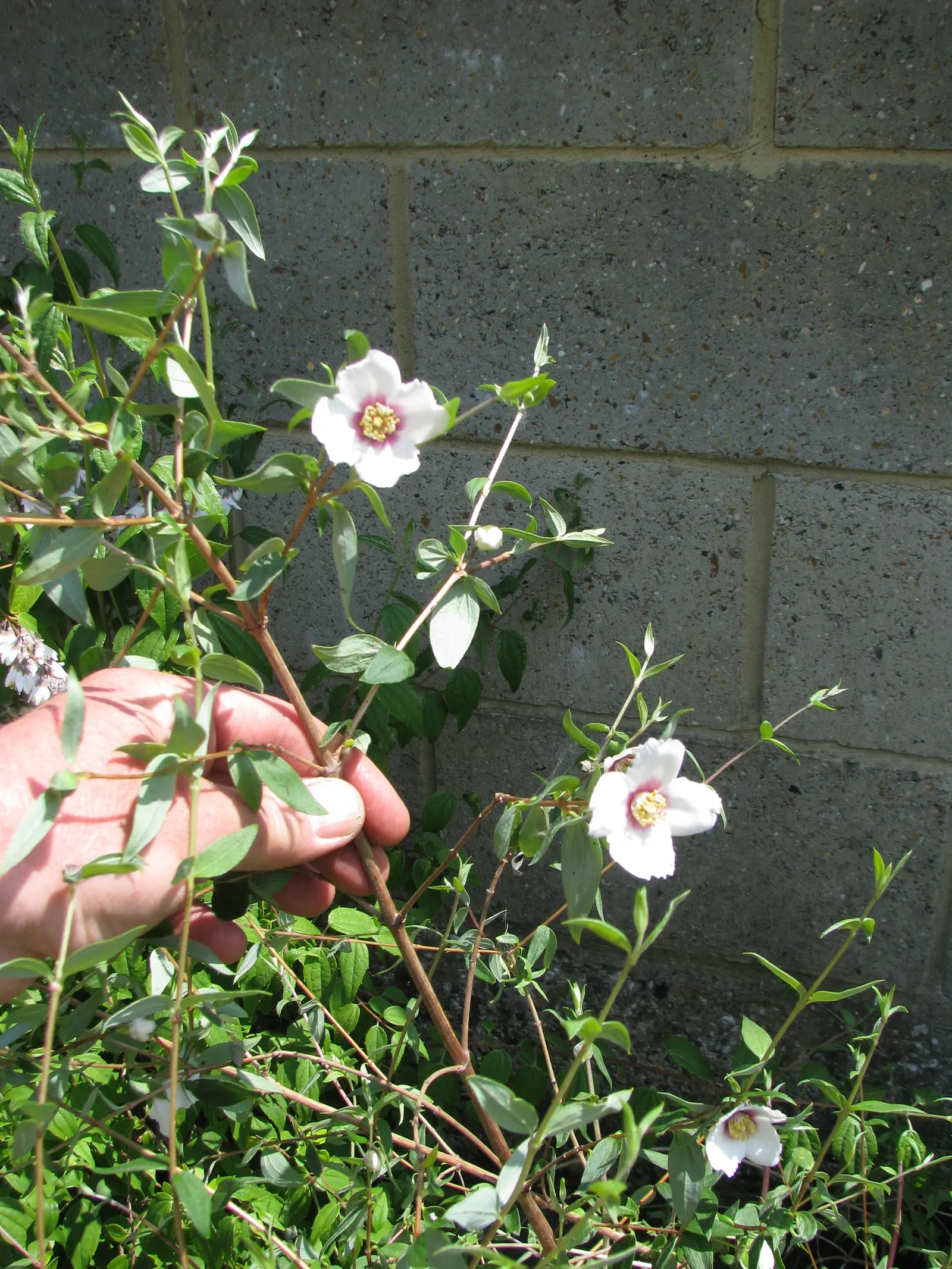Mexican Mock Orange (Philadelphus Mexicanus) — is a semi-evergreen shrub