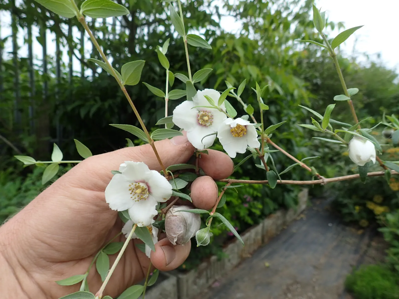 Mexican Mock Orange (Philadelphus Mexicanus) — But the true allure comes late spring to early summer