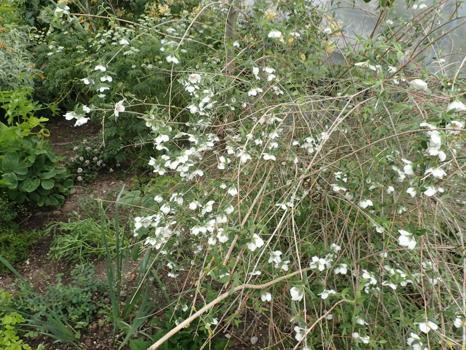 Mexican Mock Orange (Philadelphus Mexicanus) — These creamy-white blossoms