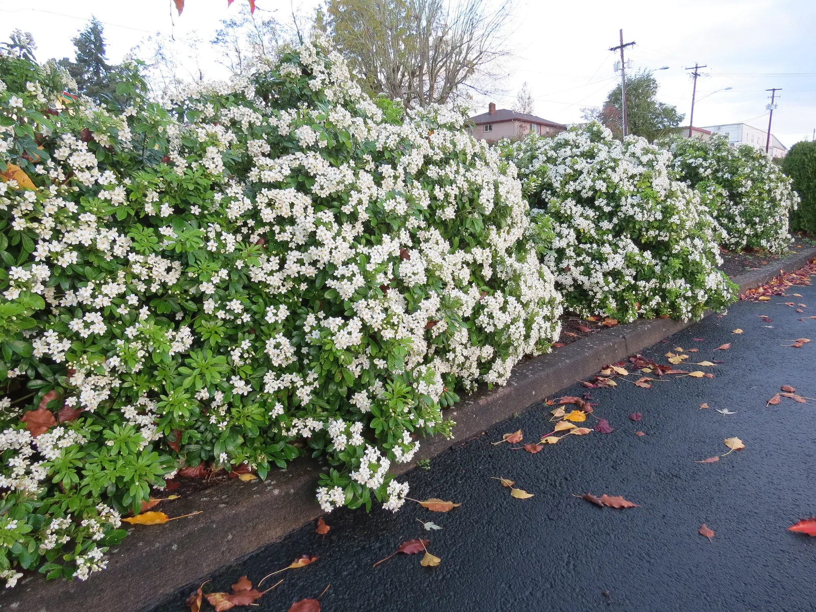 Mexican Mock Orange (Philadelphus Mexicanus) — reaching heights of 6-10 ft with a spread of 5-8 ft