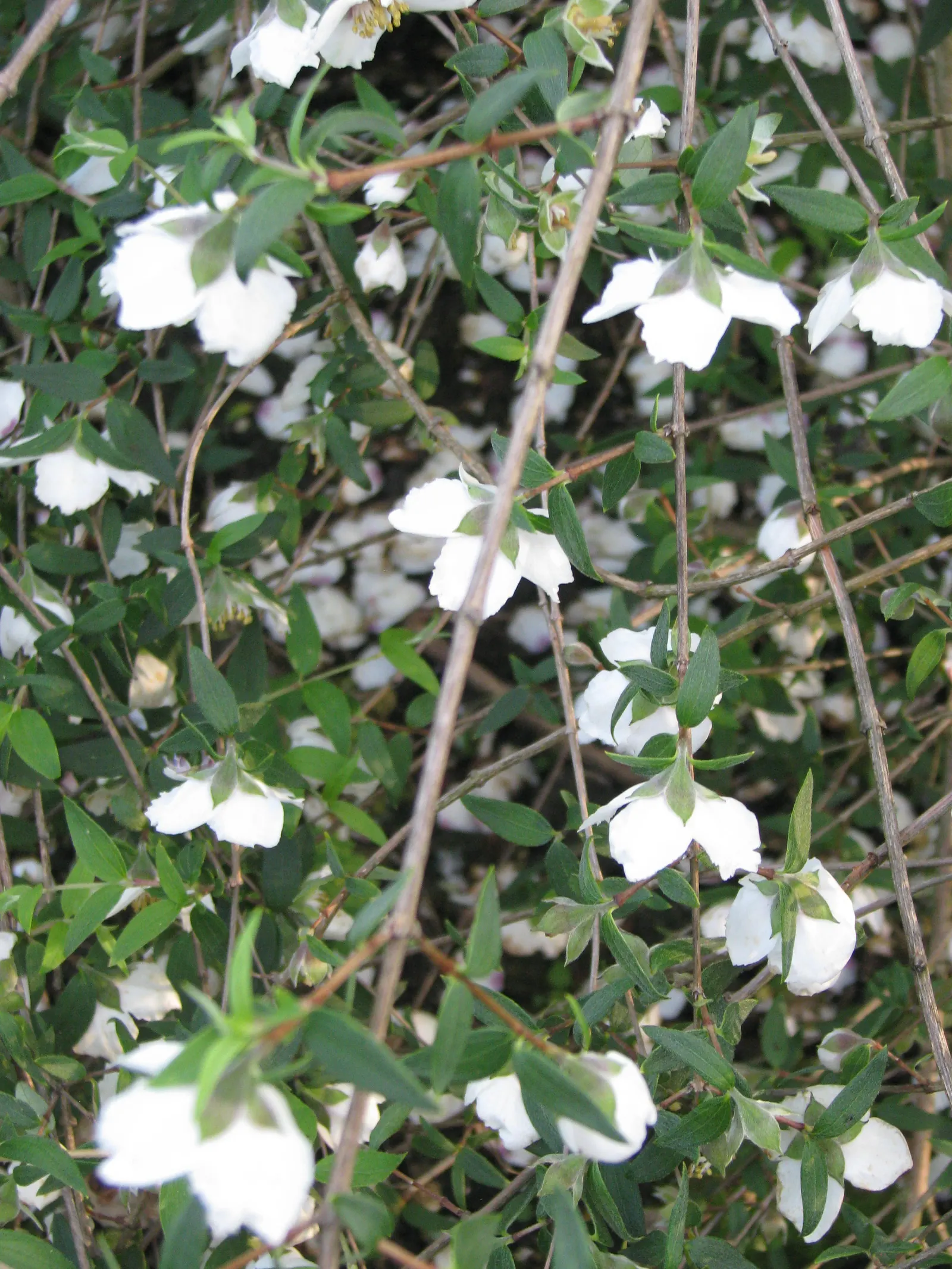 Mexican Mock Orange (Philadelphus Mexicanus) — native to Mexico and Guatemala