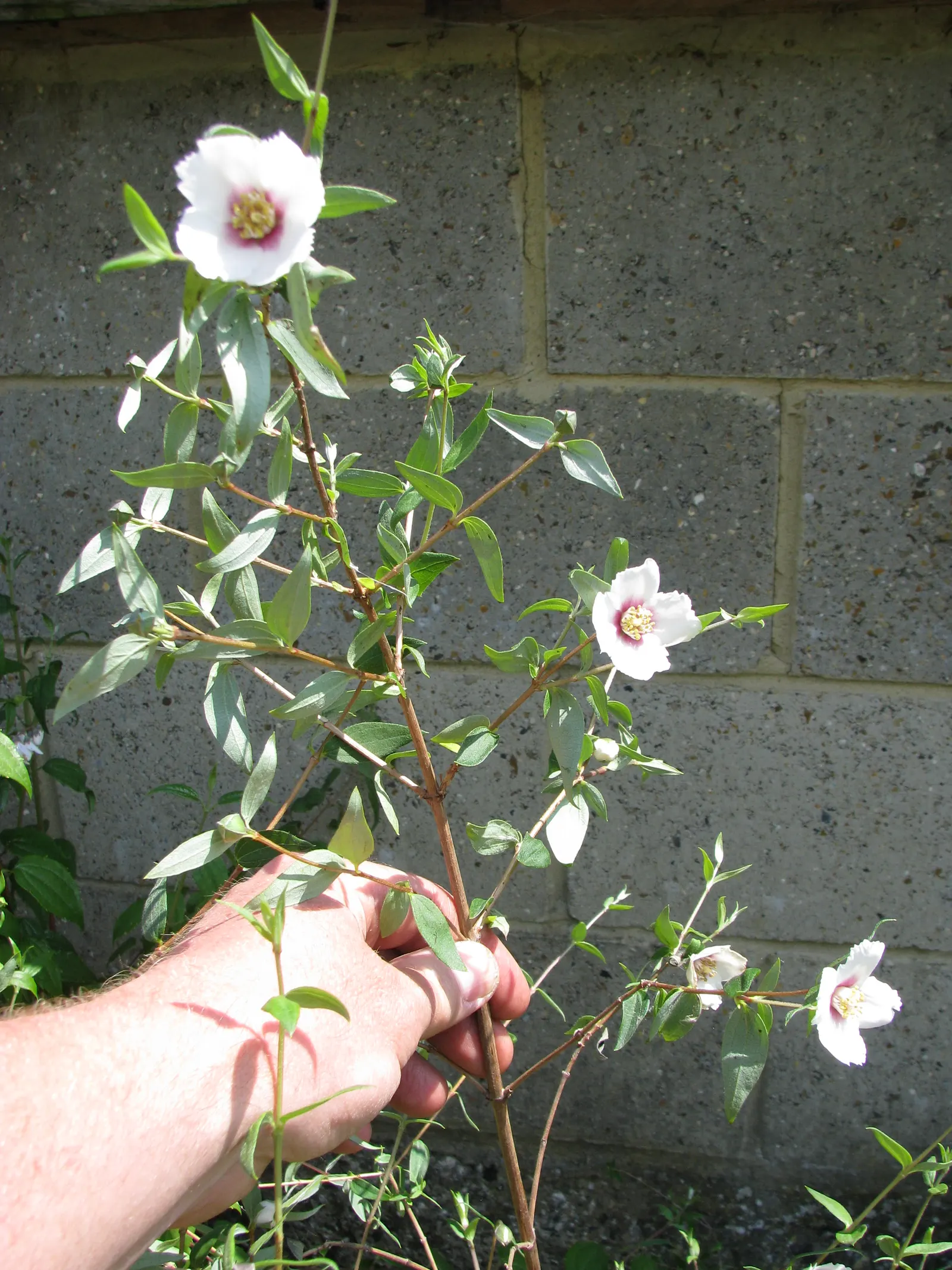 Mexican Mock Orange (Philadelphus Mexicanus) — It thrives in full sun to part shade and requires moderate watering