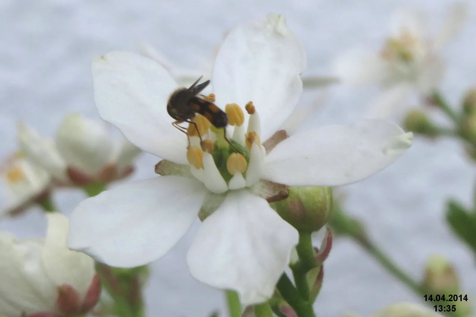 Mexican Mock Orange (Philadelphus Mexicanus) — Profuse with fragrant white blooms in late spring, its fountain-like form adds a casual elegance