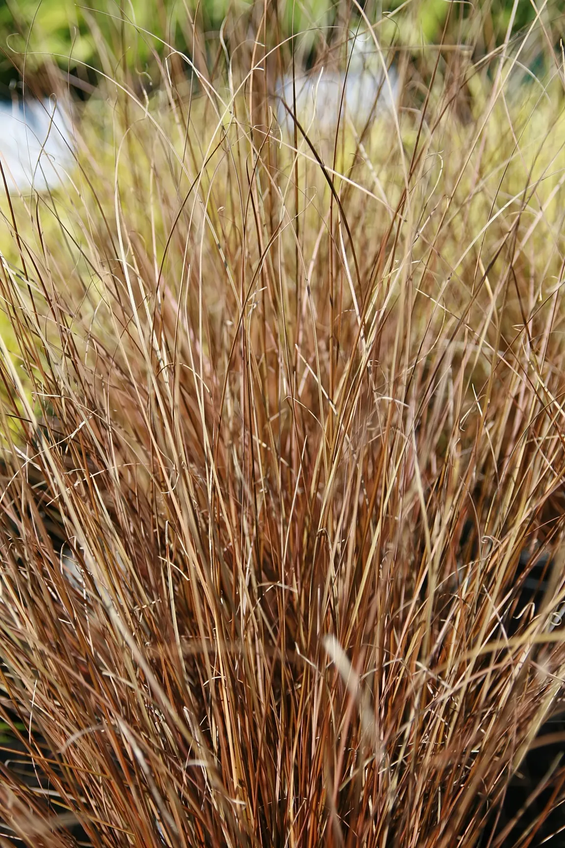 Leather Leaf Sedge (Carex Buchananii) — Ideal for borders, rock gardens, and waterside plantings