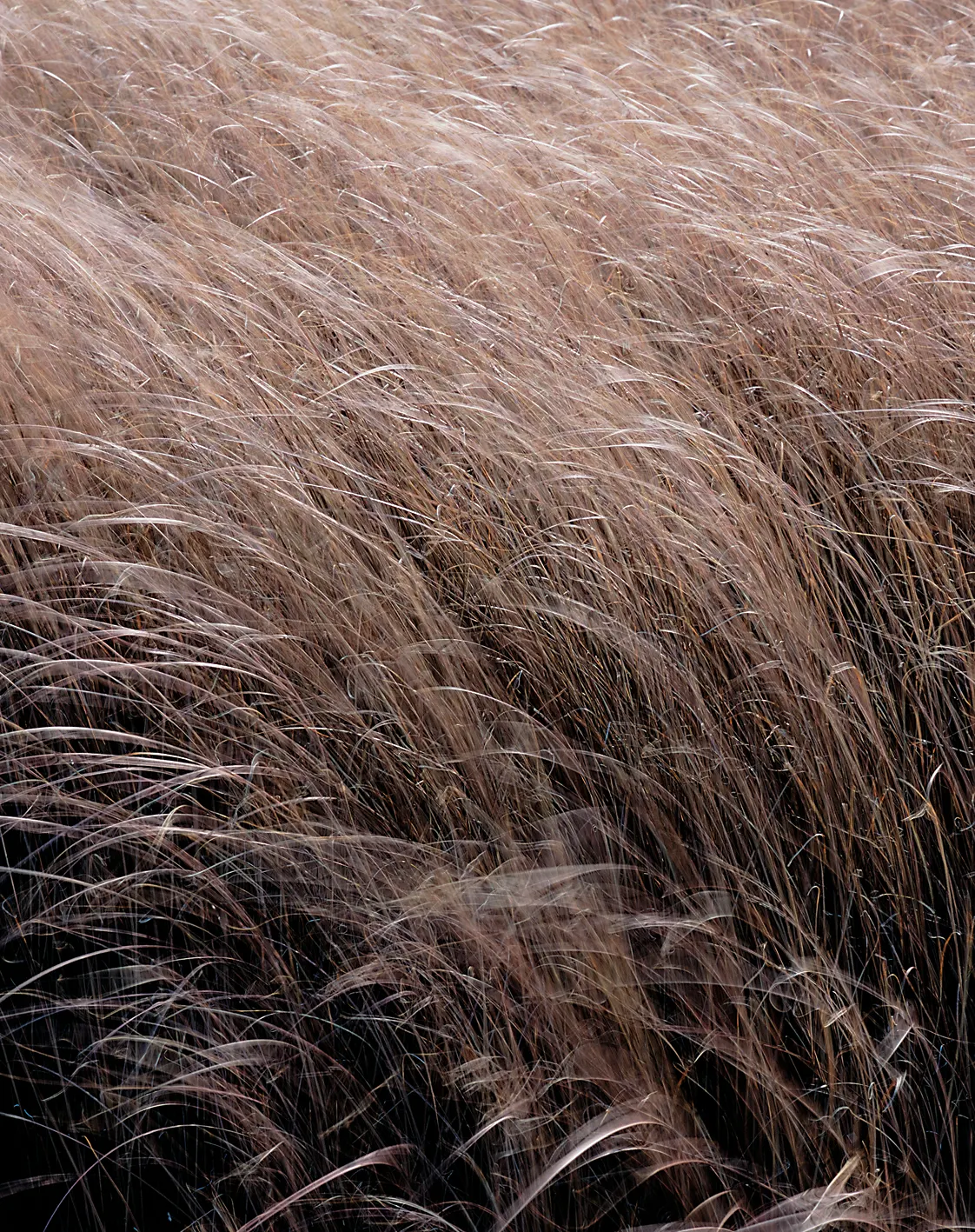 Leather Leaf Sedge (Carex Buchananii) — is a perennial grass-like plant known for its striking bronze foliage