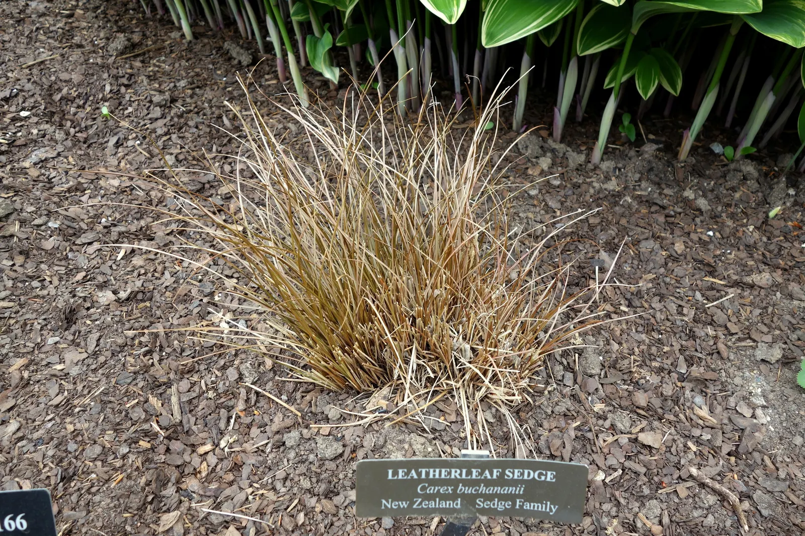 Leather Leaf Sedge (Carex Buchananii) — With its narrow, curling leaves, it adds texture and year-round interest to gardens