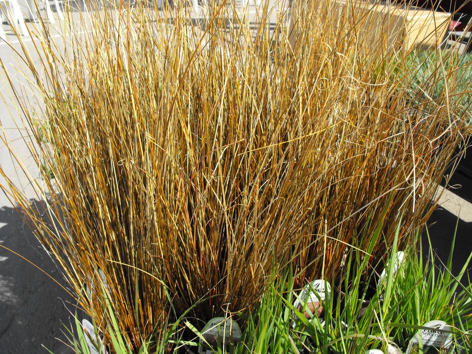 Leather Leaf Sedge (Carex Buchananii) — It forms upright, tufted clumps reaching 18-24 inches tall and 12-18 inches wide