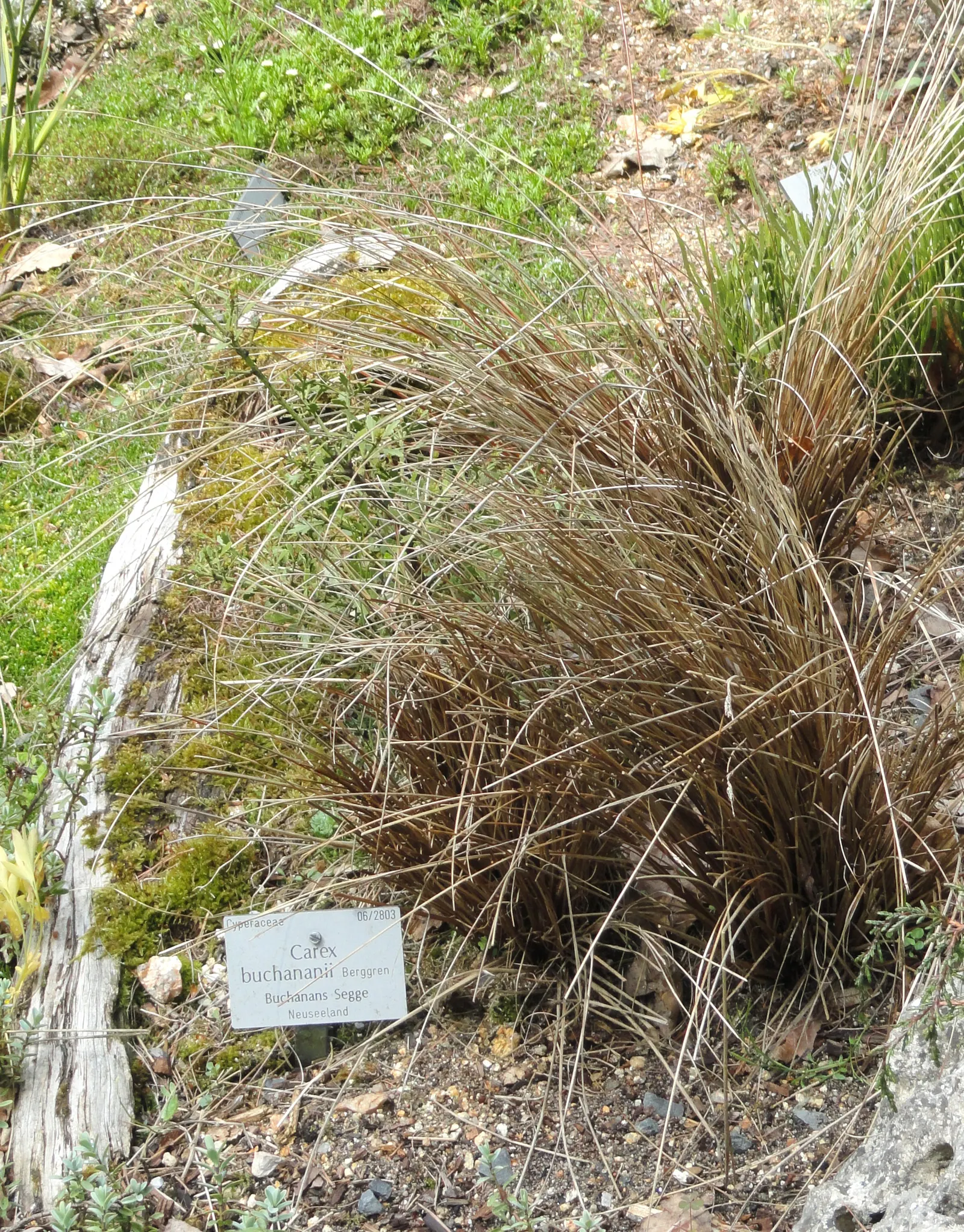 Leather Leaf Sedge (Carex Buchananii) — Hardy in USDA zones 6-9, it thrives in full sun to part shade and prefers moist, well-drained soil