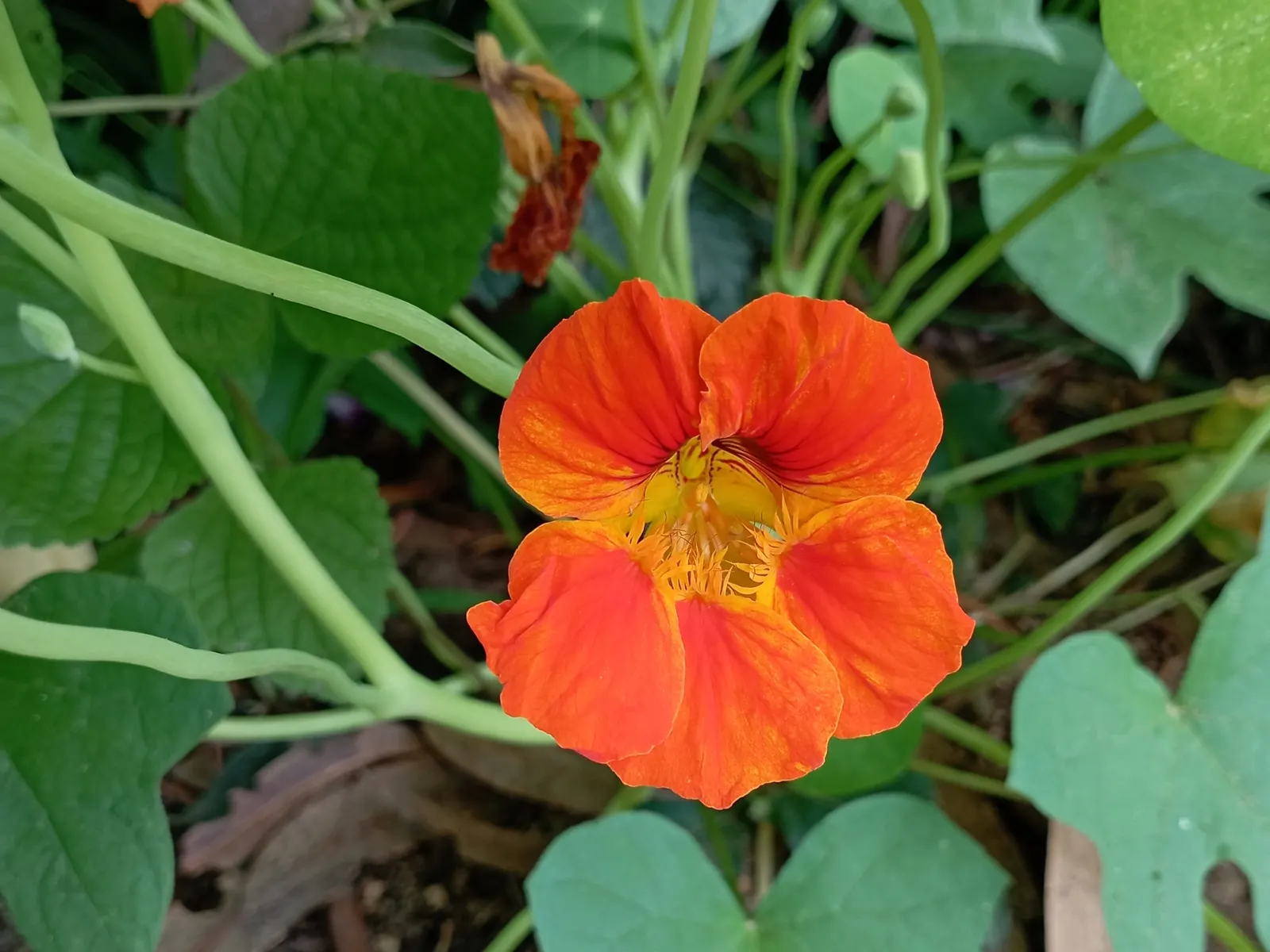 Garden Nasturtium (Tropaeolum Majus) — it is also an excellent companion plant for pest deterrence; it boasts rounded leaves and trumpet-shaped, image 42