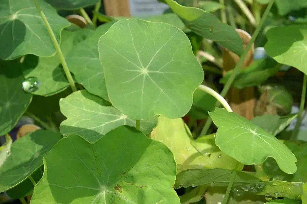 Garden Nasturtium (Tropaeolum Majus) — it is also an excellent companion plant for pest deterrence; it boasts rounded leaves and trumpet-shaped flowers that