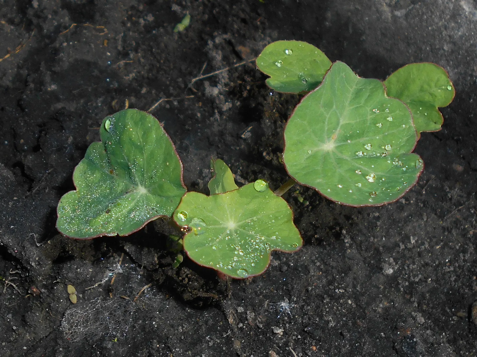 Garden Nasturtium (Tropaeolum Majus) — it boasts rounded leaves and trumpet-shaped flowers that can range from pale yellow to rich red hues