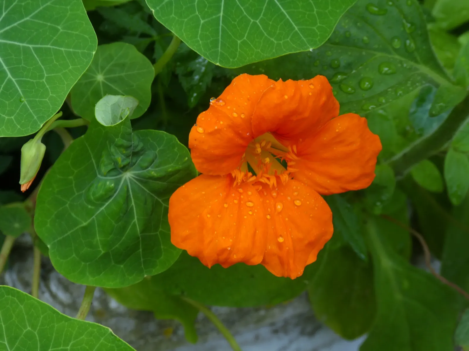 Garden Nasturtium (Tropaeolum Majus) — creating striking visual interest in garden beds; or even as a ground cover.<br><br>This plant can reach a height of