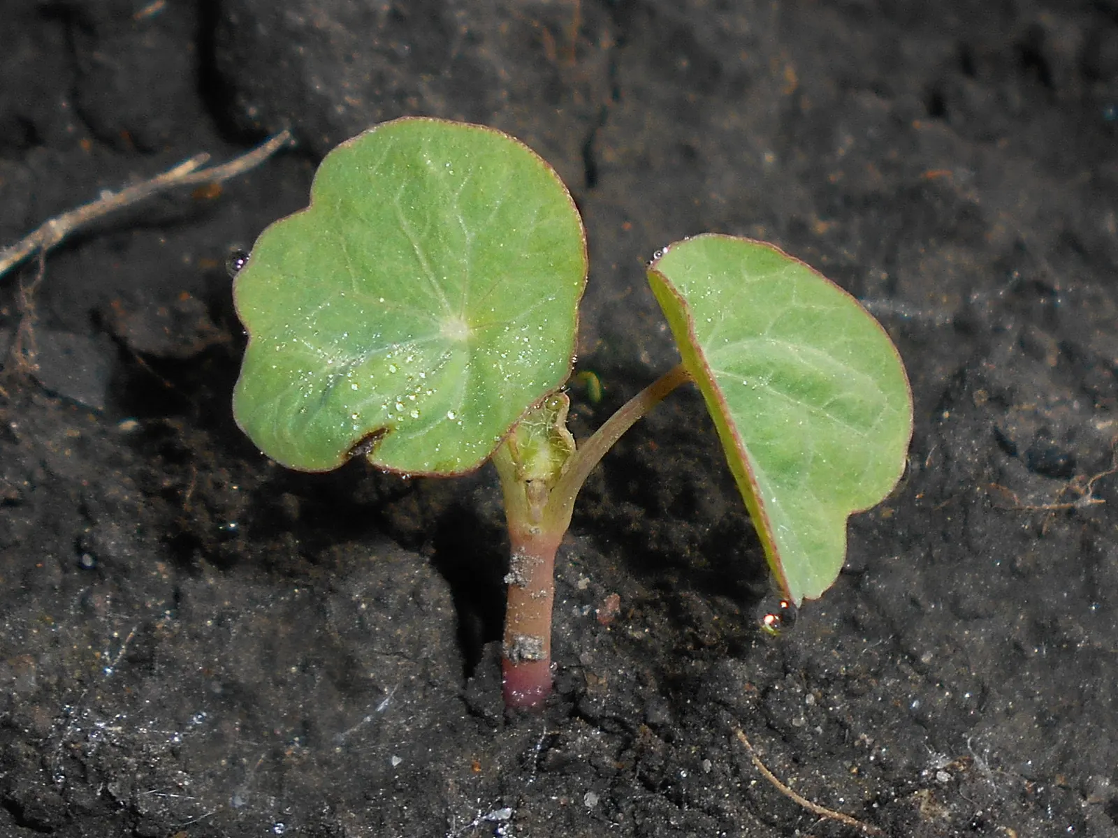 Garden Nasturtium (Tropaeolum Majus) — The leaves of the Nasturtium are nearly as round as its blossoms; multi-colored and orange flowers in the, image 68