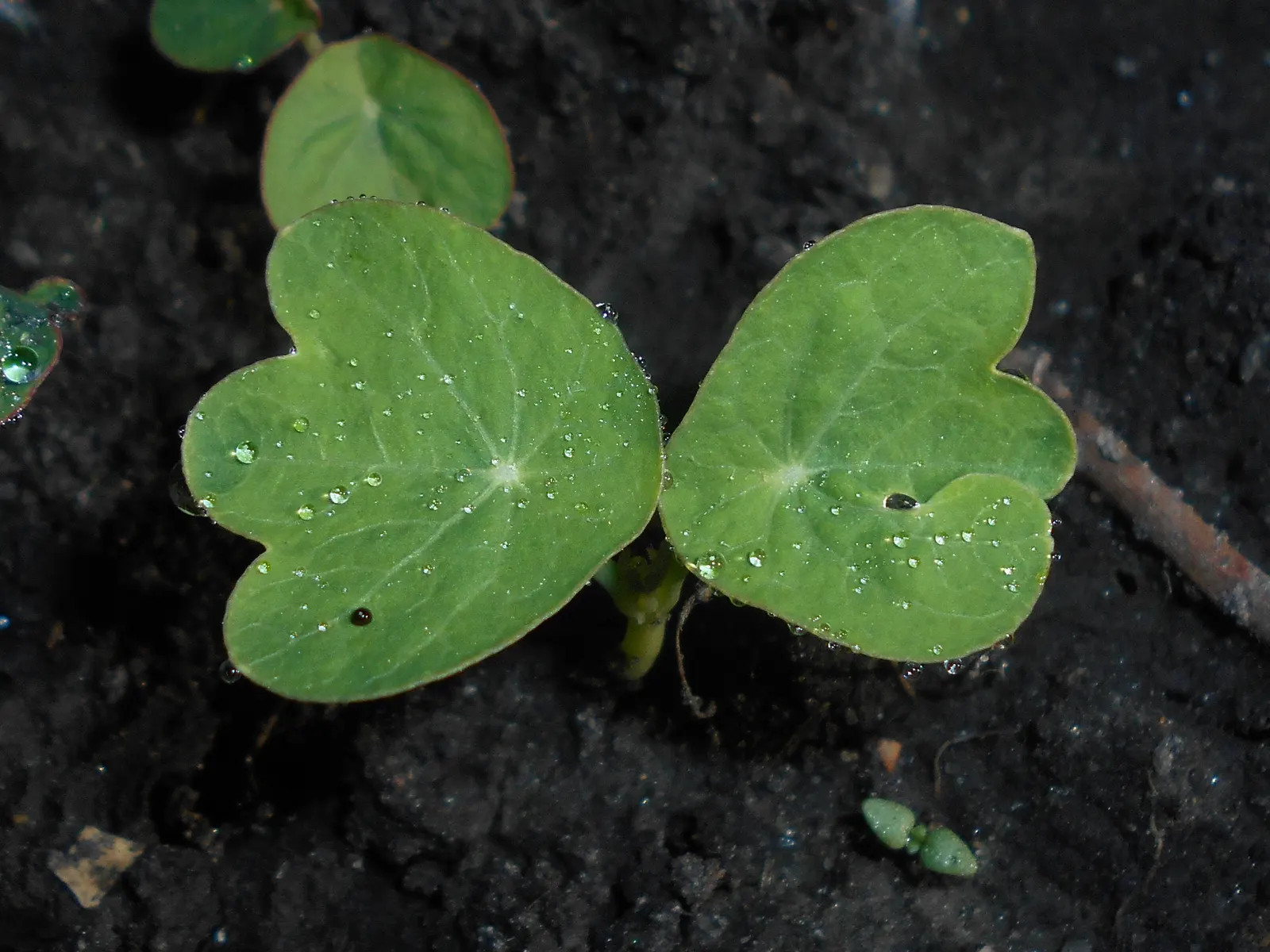 Garden Nasturtium (Tropaeolum Majus) — Boasting lush, round leaves, it reaches up to 12 inches in height and can spread 24 inches wide; it is also, image 77