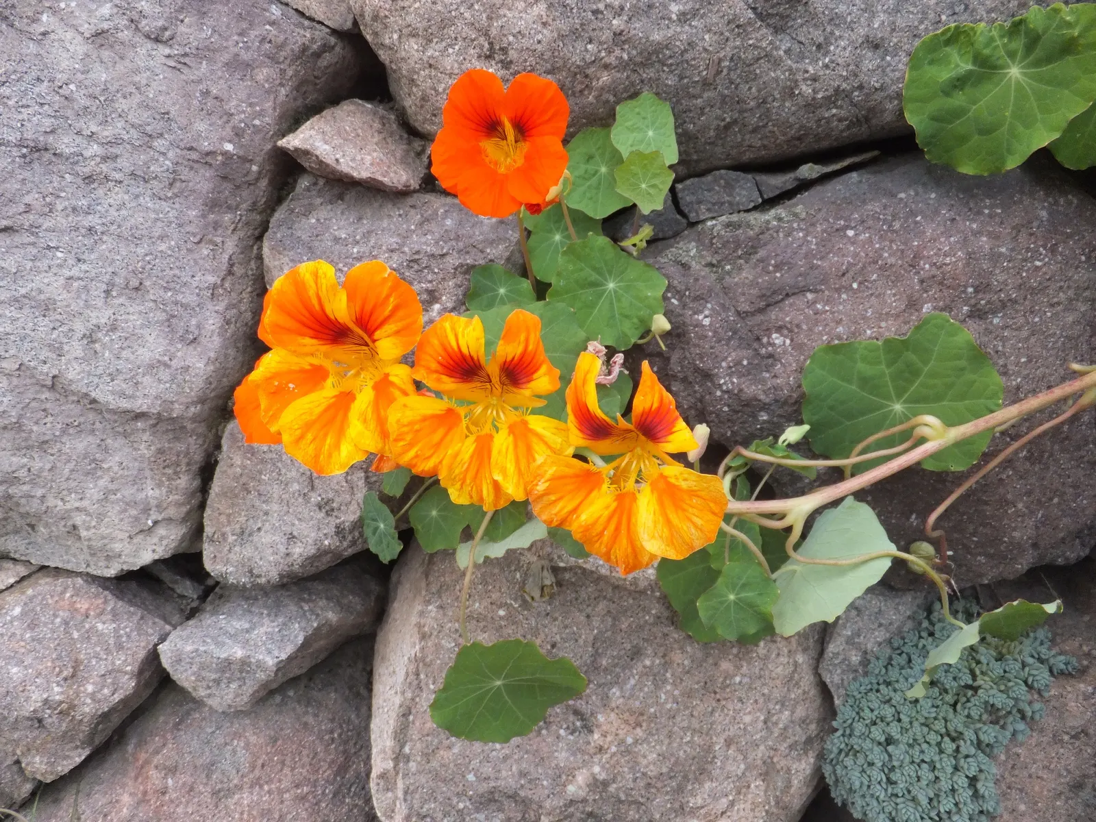 Garden Nasturtium (Tropaeolum Majus) — One notable feature is the foliage's peltate nature; green umbrellas at around 2 to 5 inches in diameter, image 70