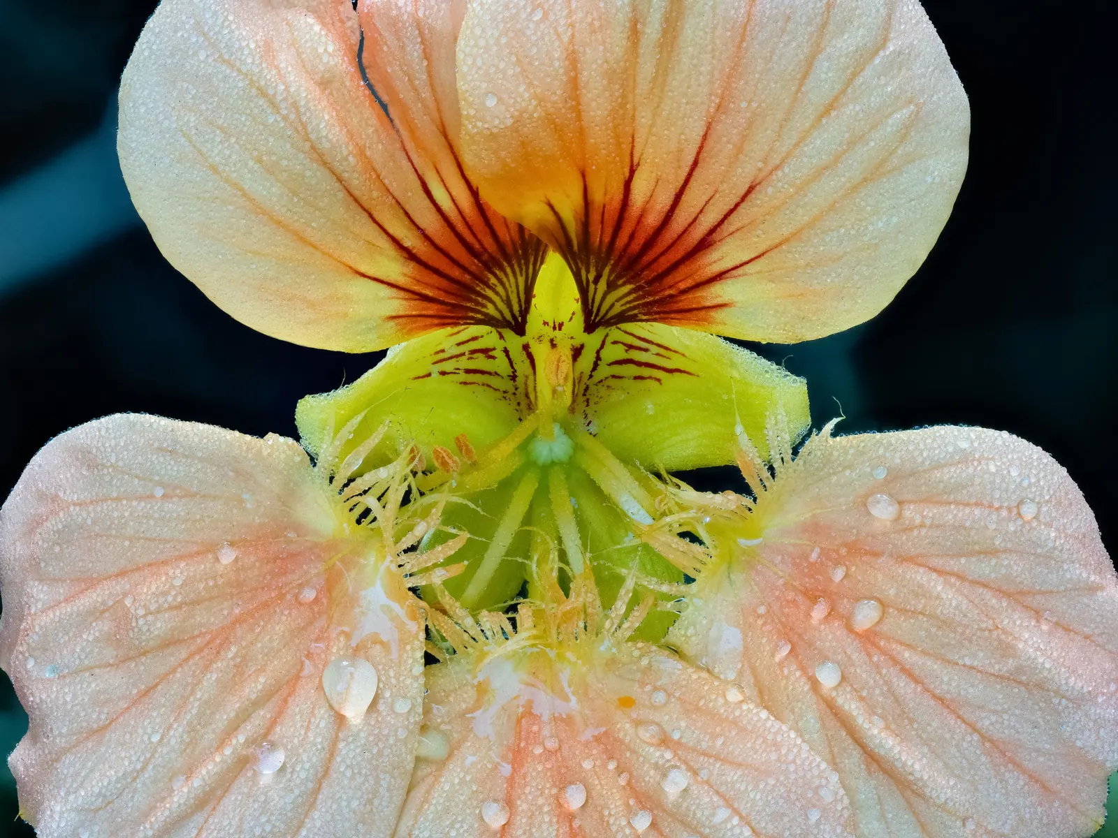 Garden Nasturtium (Tropaeolum Majus) — creating striking visual interest in garden beds