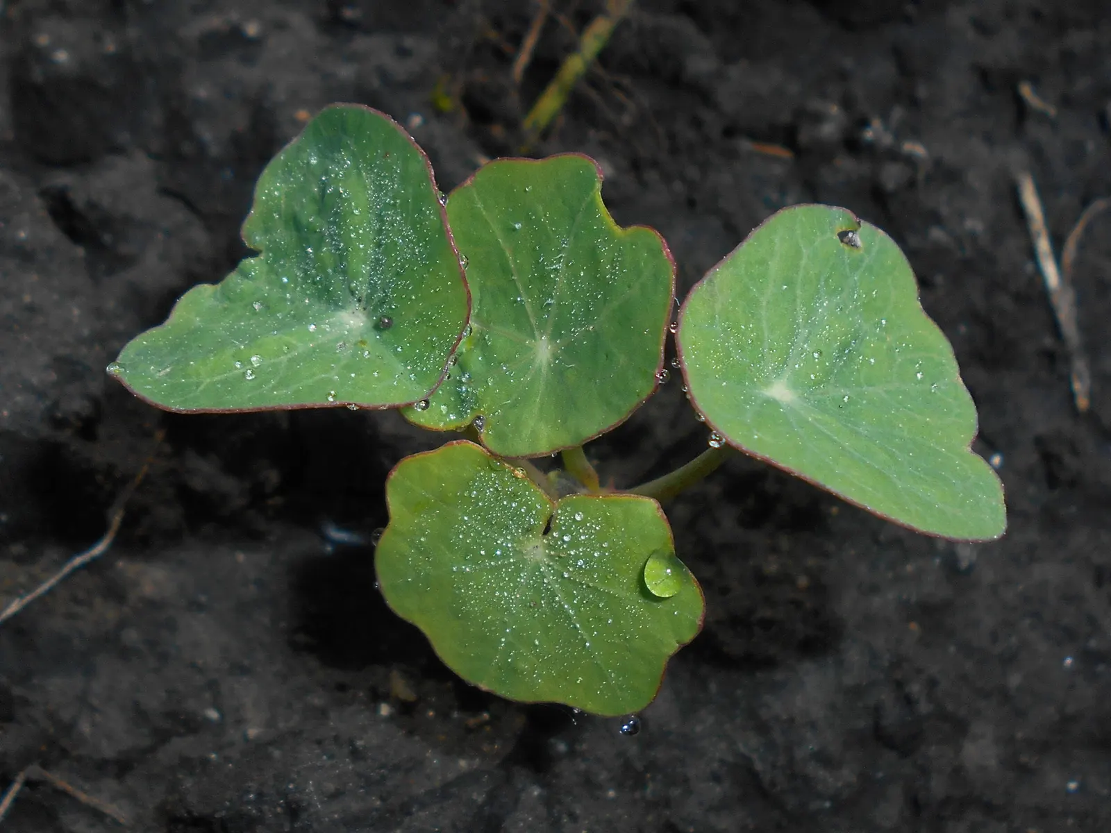 Garden Nasturtium (Tropaeolum Majus) — annual / ground cover with multi-colored and orange blooms; its trailing varieties can cascade over edges