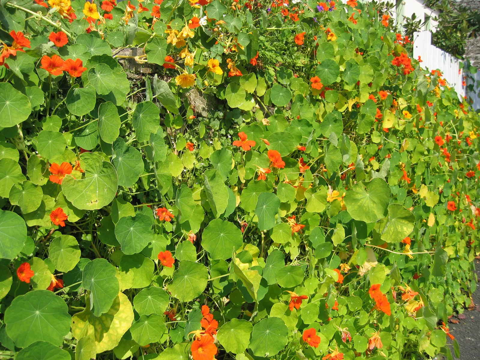 Garden Nasturtium (Tropaeolum Majus) — The leaves of the Nasturtium are nearly as round as its blossoms; multi-colored and orange flowers in the, image 49