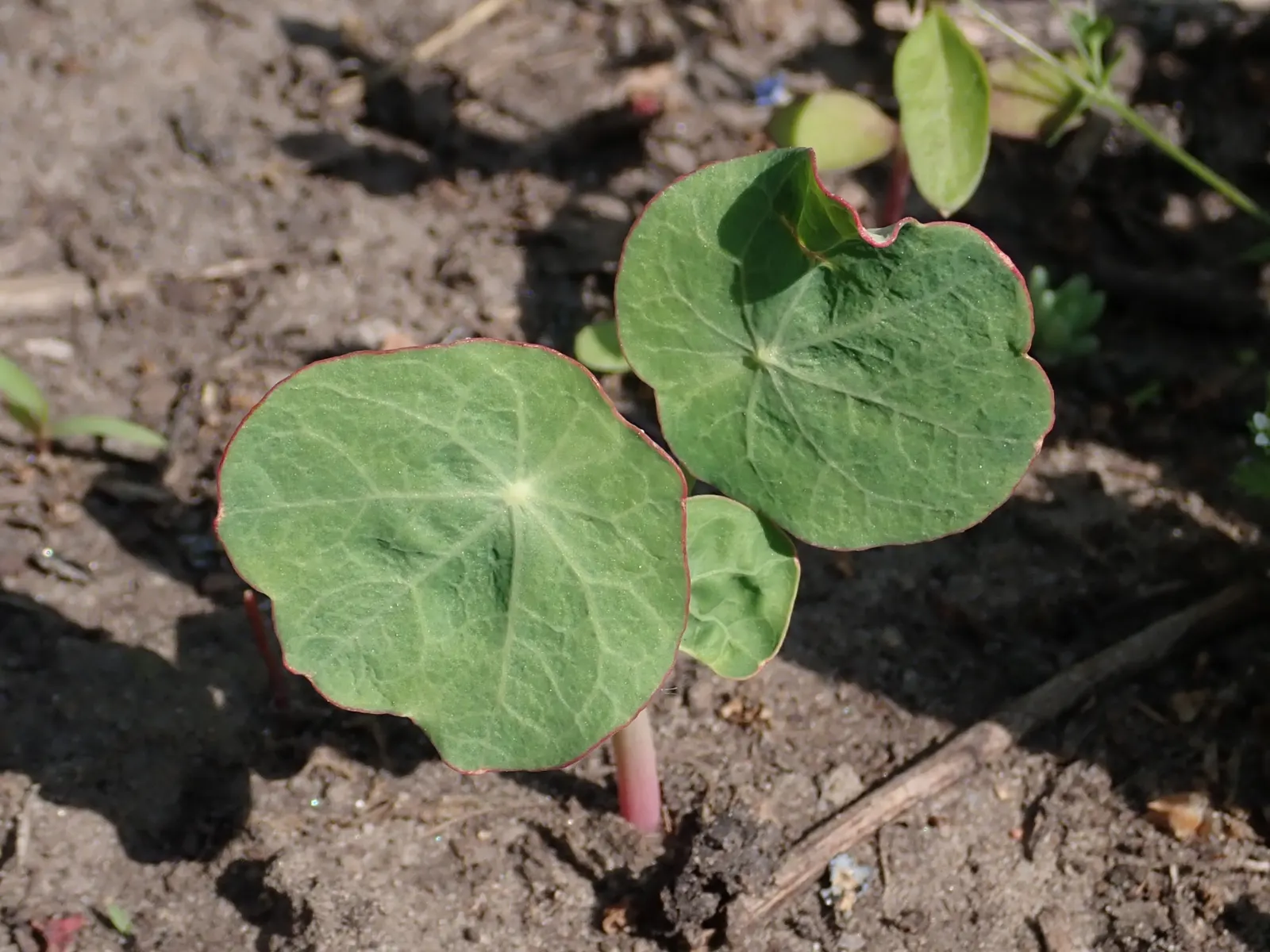 Garden Nasturtium (Tropaeolum Majus) — The leaves of the Nasturtium are nearly as round as its blossoms; multi-colored and orange flowers in the garden