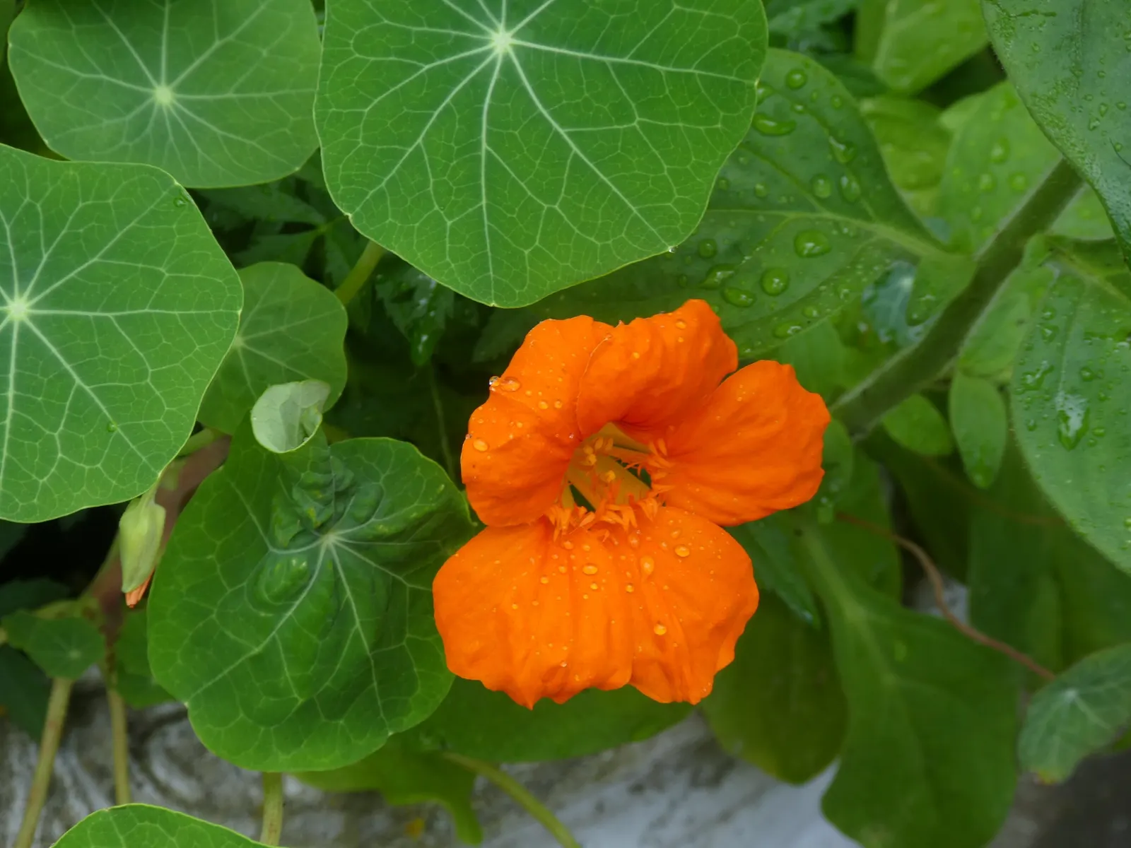 Garden Nasturtium (Tropaeolum Majus) — annual / ground cover for full or half