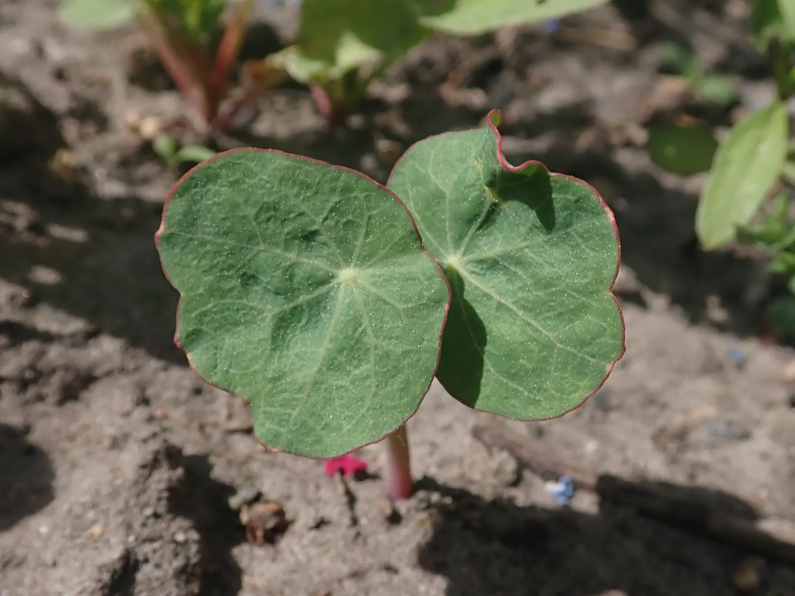 Garden Nasturtium (Tropaeolum Majus) — making it an ideal candidate for hanging baskets or as a living screen when trained to climb, image 48