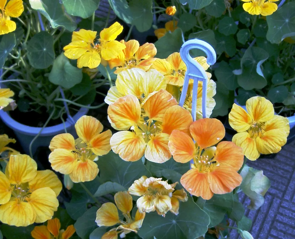 Garden Nasturtium (Tropaeolum Majus) — making it an ideal candidate for hanging baskets or as a living screen when trained to climb, image 29