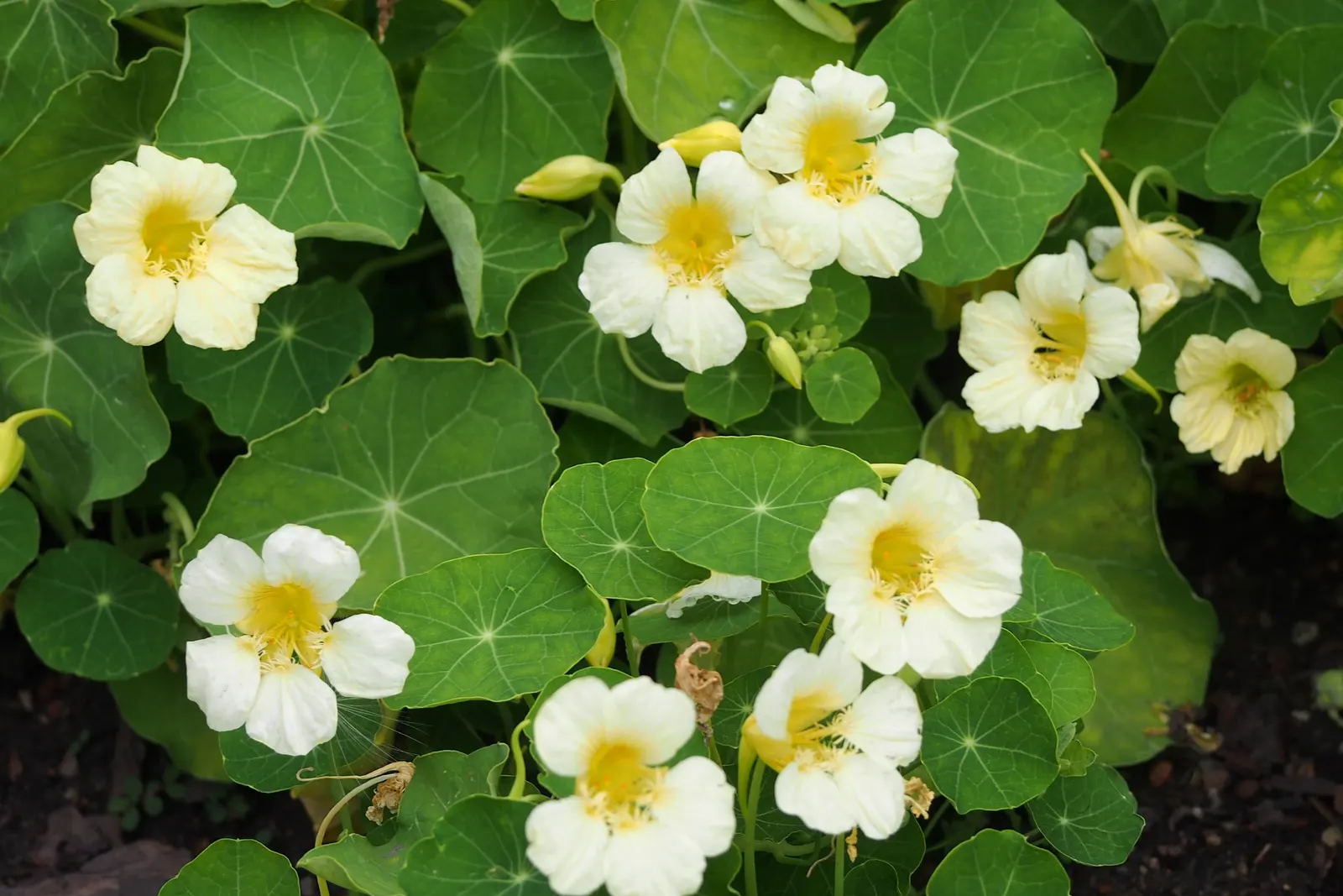 Garden Nasturtium (Tropaeolum Majus) — The leaves of the Nasturtium are nearly as round as its blossoms