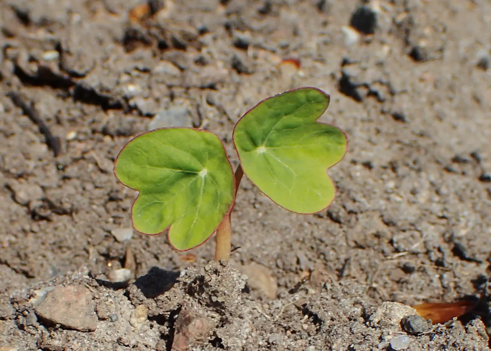 Garden Nasturtium (Tropaeolum Majus) — its trailing varieties can cascade over edges