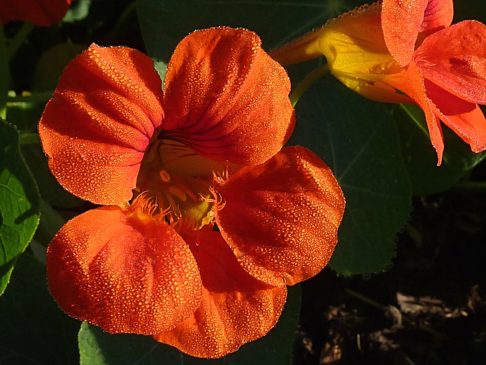 Garden Nasturtium (Tropaeolum Majus) — annual / ground cover with multi-colored and orange blooms