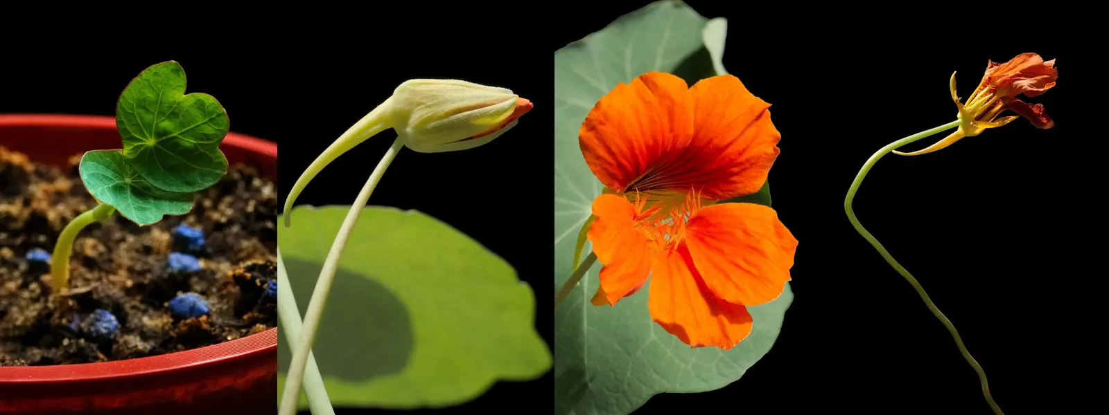 Garden Nasturtium (Tropaeolum Majus) — making them a delightful addition to salads or as garnishes
