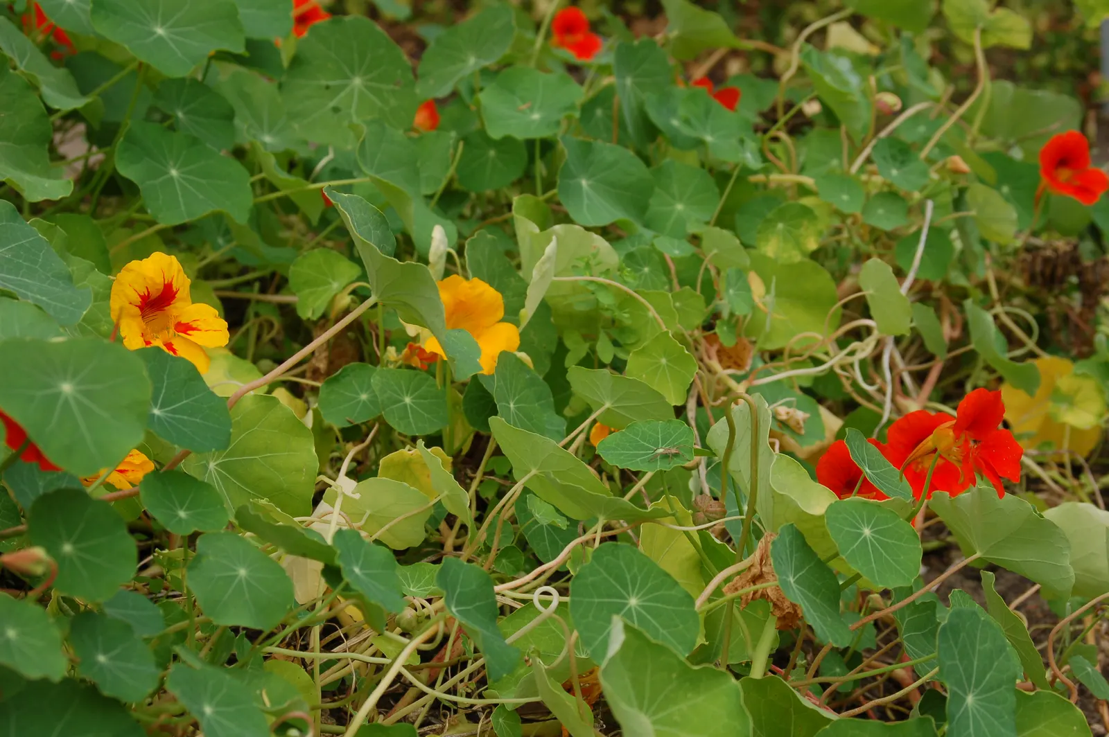 Garden Nasturtium (Tropaeolum Majus) — multi-colored and orange flowers in the garden; its edible blooms and leaves add a peppery flavor to dishes, image 74
