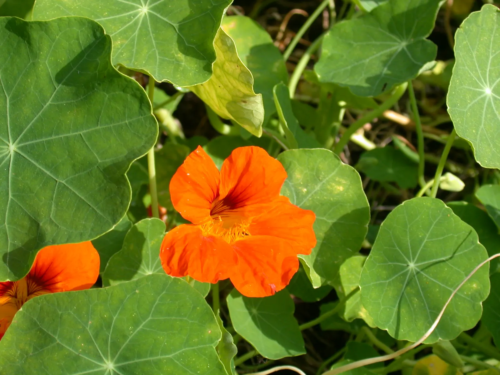 Garden Nasturtium (Tropaeolum Majus) — annual / ground cover for full or half; making them a delightful addition to salads or as garnishes