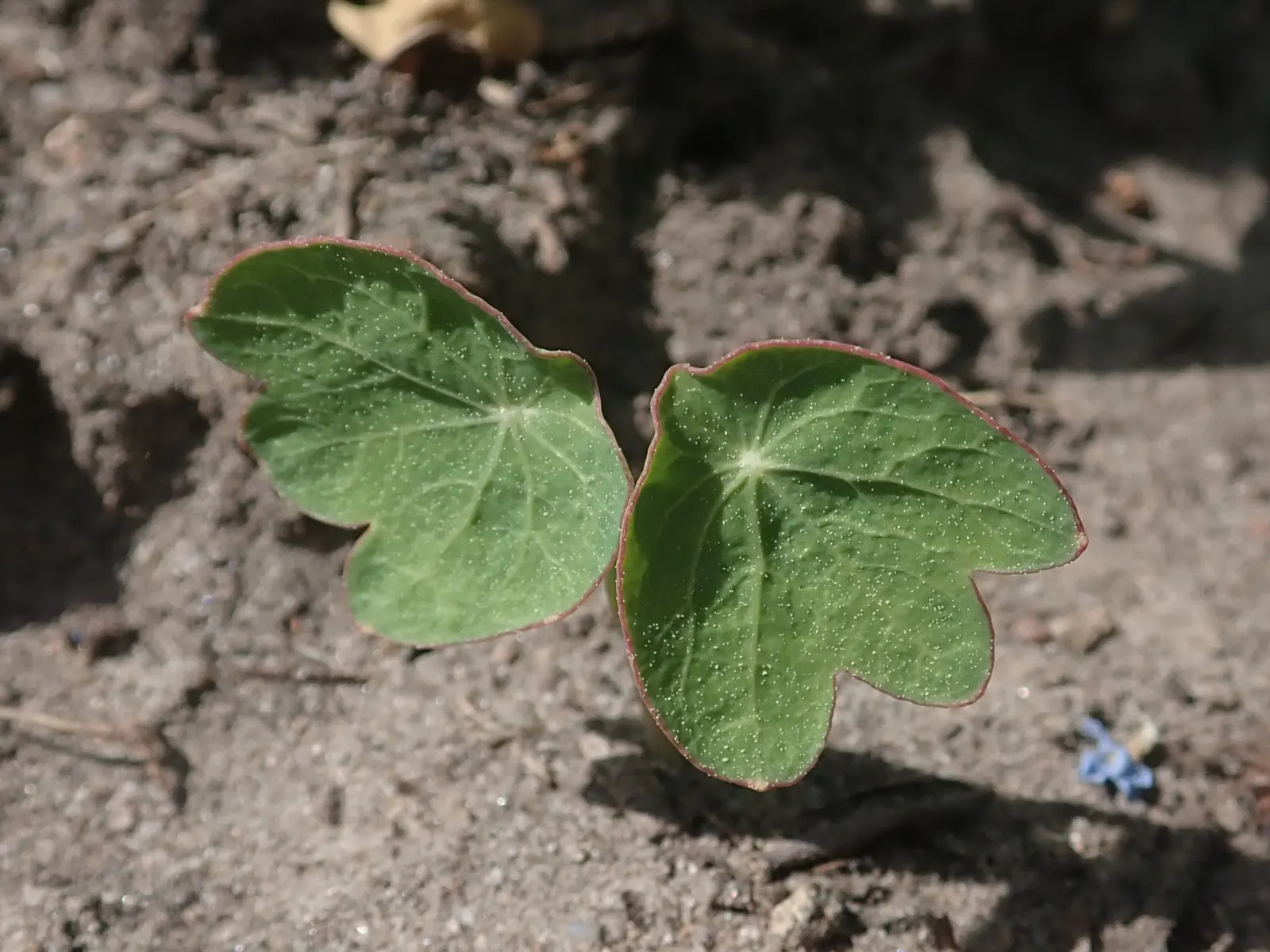 Garden Nasturtium (Tropaeolum Majus) — Its edible blooms and leaves add a peppery flavor to dishes; the leaves of the Nasturtium are nearly as, image 59