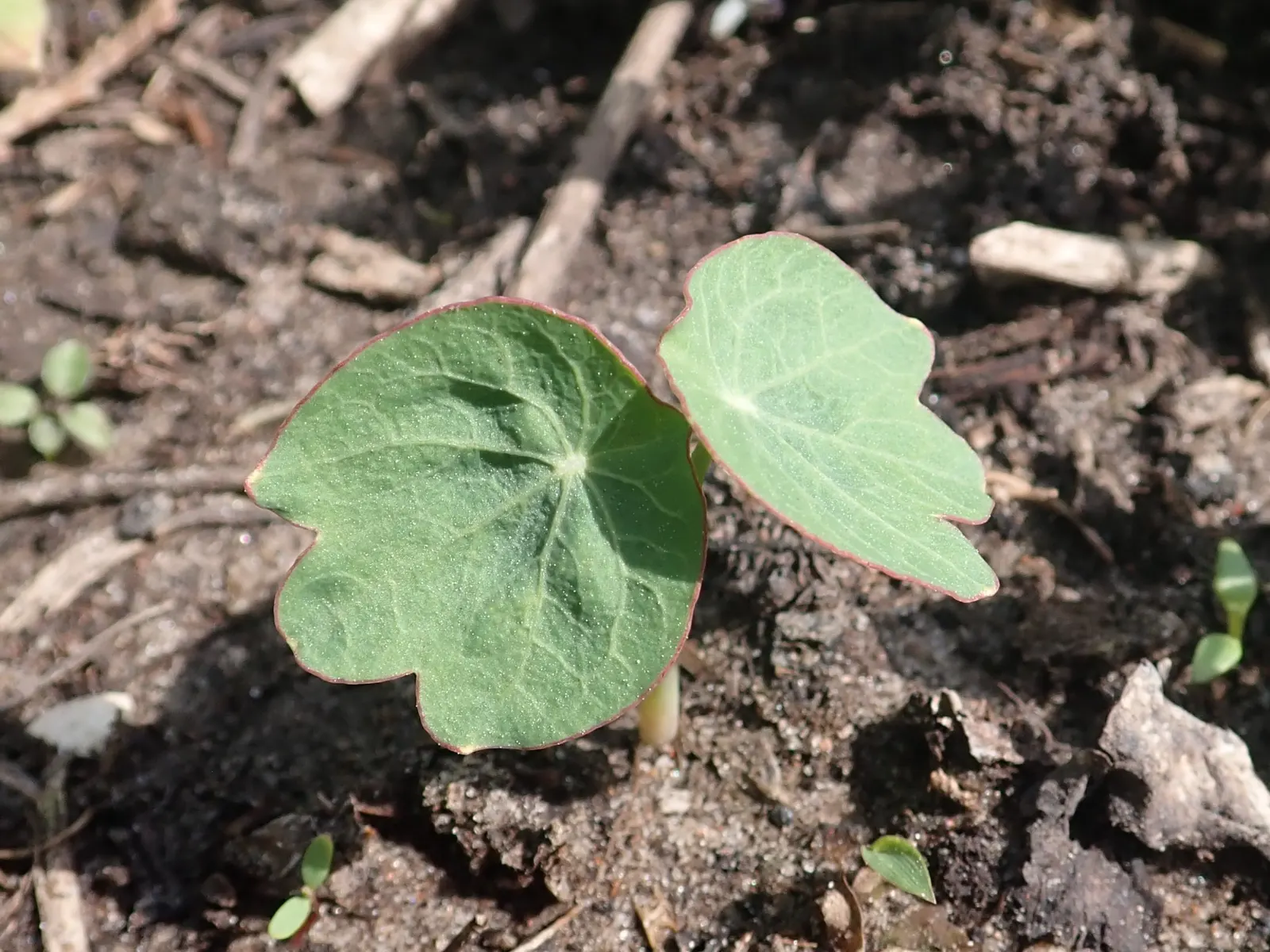 Garden Nasturtium (Tropaeolum Majus) — One notable feature is the foliage's peltate nature; green umbrellas at around 2 to 5 inches in diameter