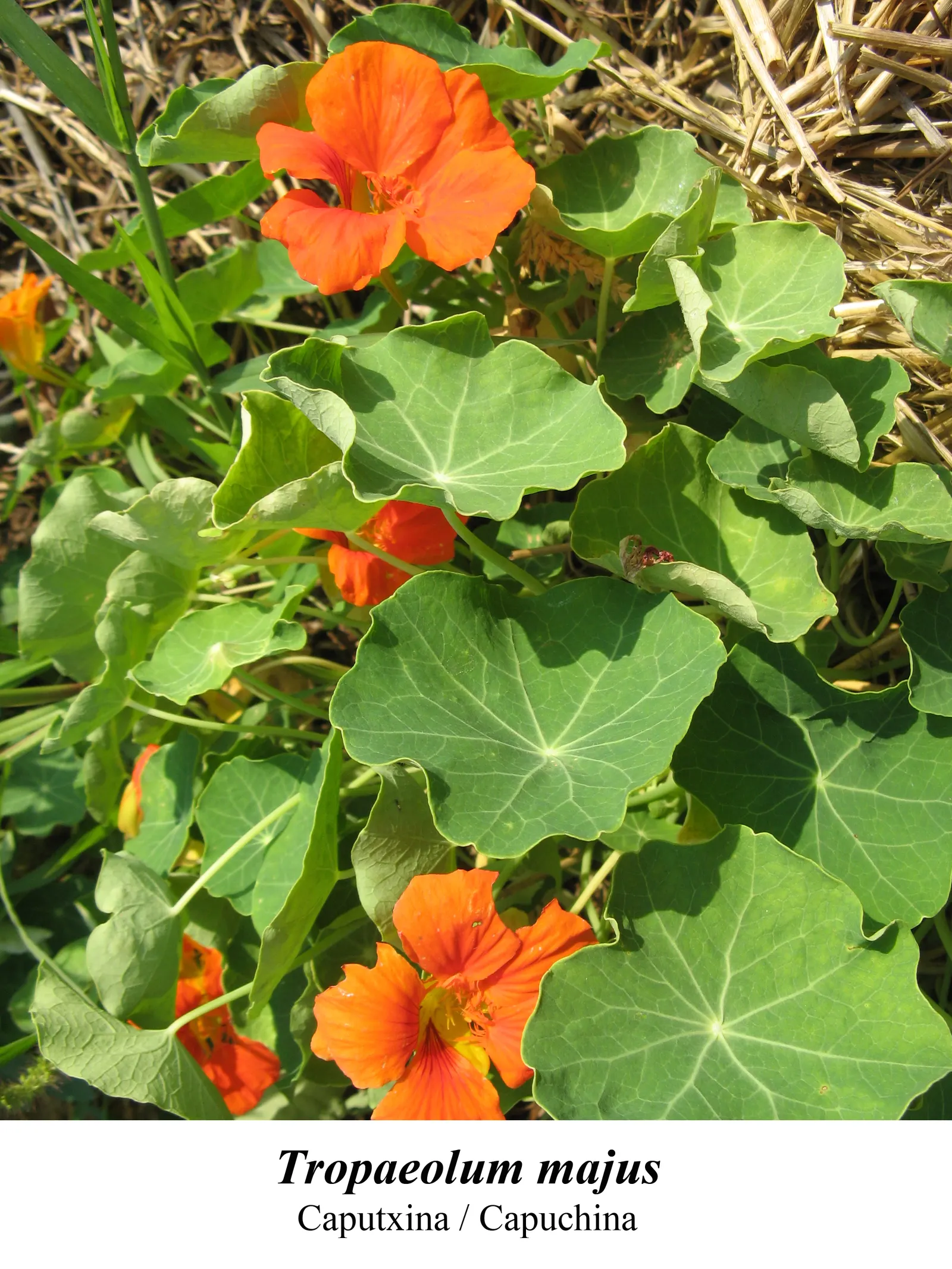 Garden Nasturtium (Tropaeolum Majus) — with the leaf stalk attached to the center of the leaf blade; annual / ground cover for full or half