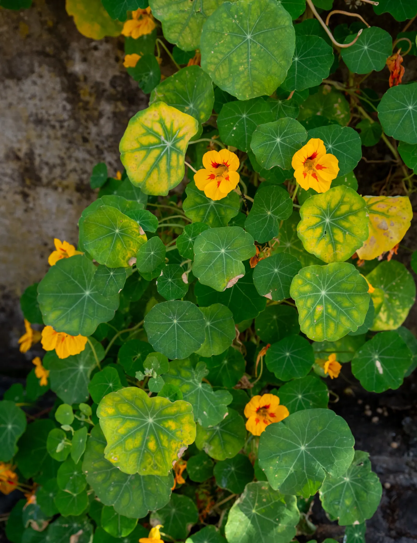 Garden Nasturtium (Tropaeolum Majus) — Preferring full sun to partial shade and well-draining soil; annual / ground cover with multi-colored and, image 60