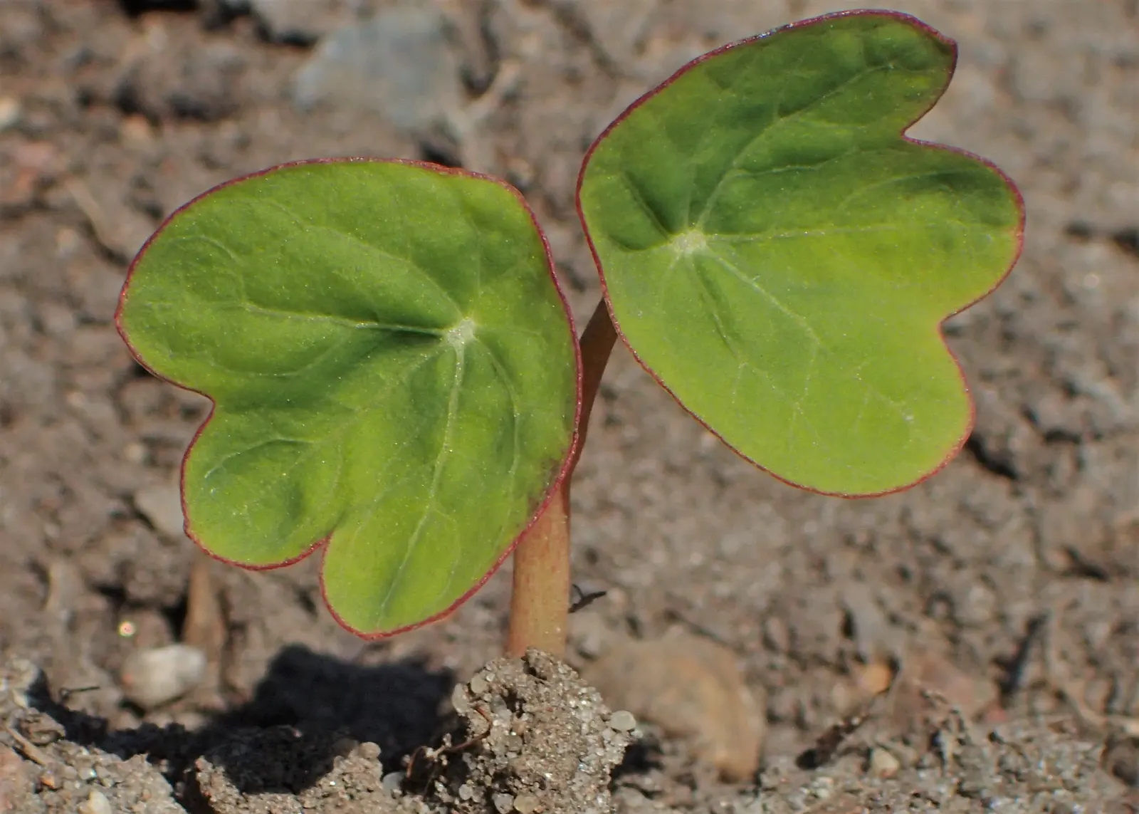 Garden Nasturtium (Tropaeolum Majus) — It is drought-tolerant once established, making it a low-maintenance option for busy gardeners; creating, image 53