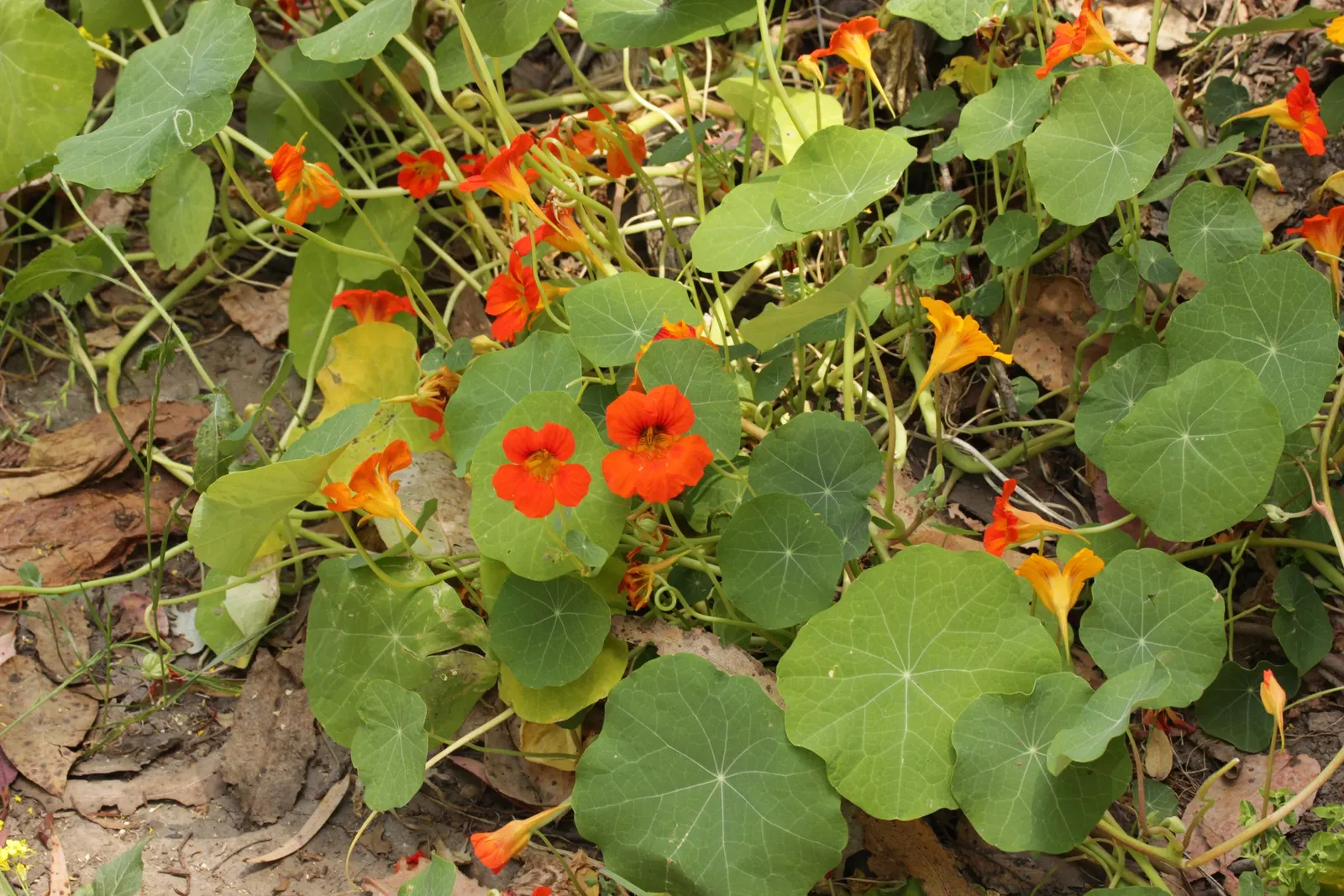 Garden Nasturtium (Tropaeolum Majus) — it is also an excellent companion plant for pest deterrence; it boasts rounded leaves and trumpet-shaped, image 80