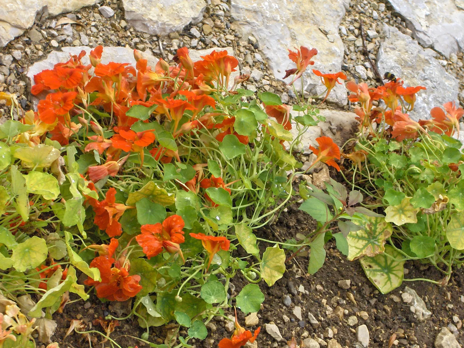 Garden Nasturtium (Tropaeolum Majus) — or even as a ground cover.<br><br>This plant can reach a height of about 12 to 24 inches with a similar, image 65