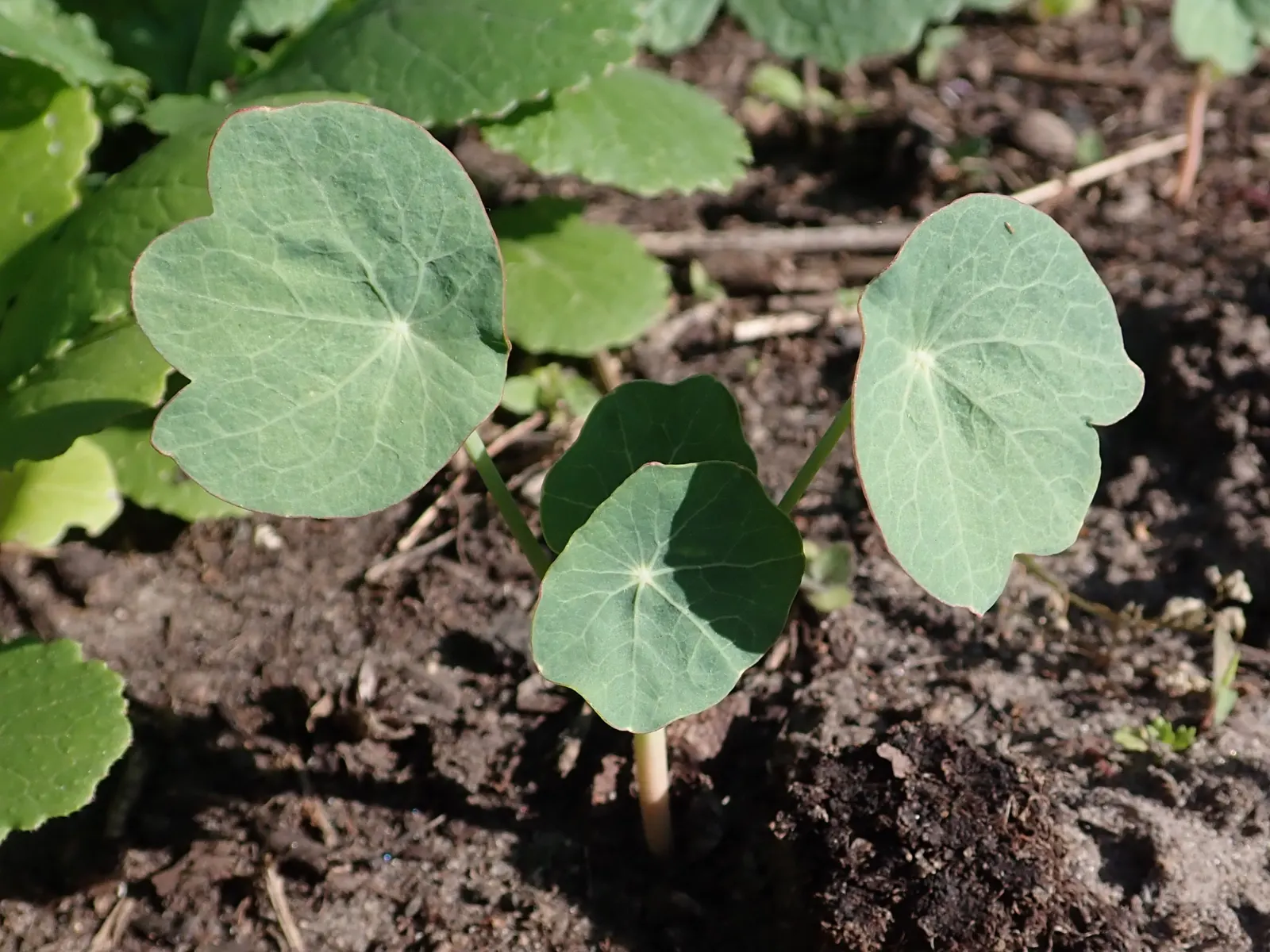 Garden Nasturtium (Tropaeolum Majus) — Boasting lush, round leaves, it reaches up to 12 inches in height and can spread 24 inches wide; it is also an excellent
