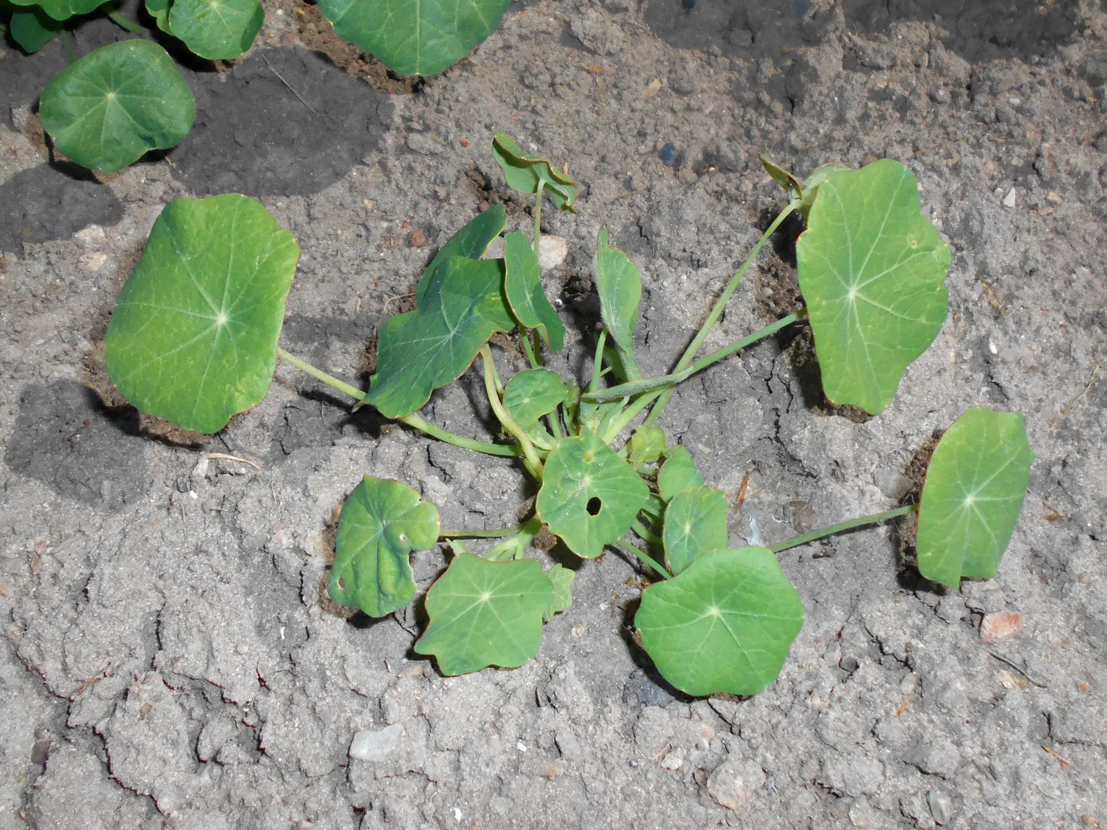 Garden Nasturtium (Tropaeolum Majus) — It is drought-tolerant once established, making it a low-maintenance option for busy gardeners