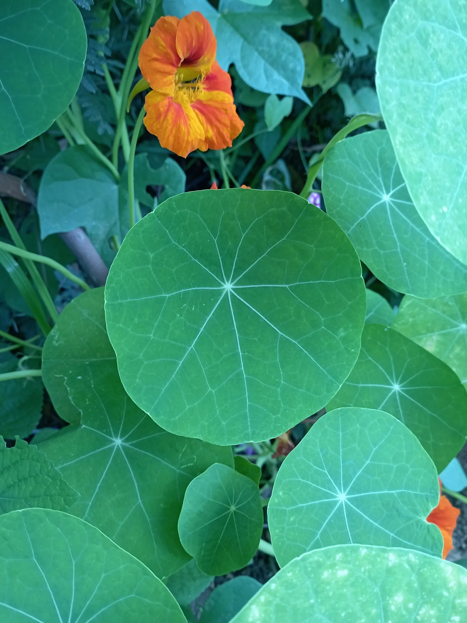Garden Nasturtium (Tropaeolum Majus) — it boasts rounded leaves and trumpet-shaped flowers that can range from pale yellow to rich red hues, image 44
