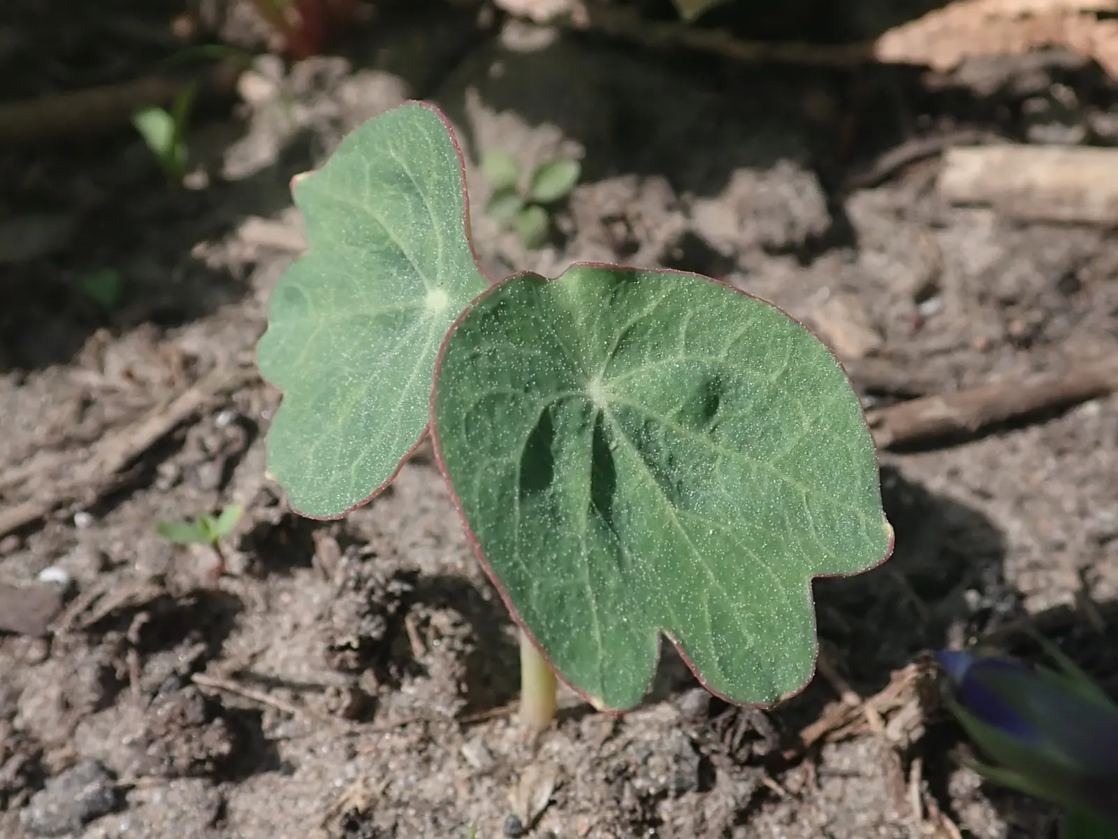 Garden Nasturtium (Tropaeolum Majus) — creating striking visual interest in garden beds; or even as a ground cover.<br><br>This plant can reach a, image 64