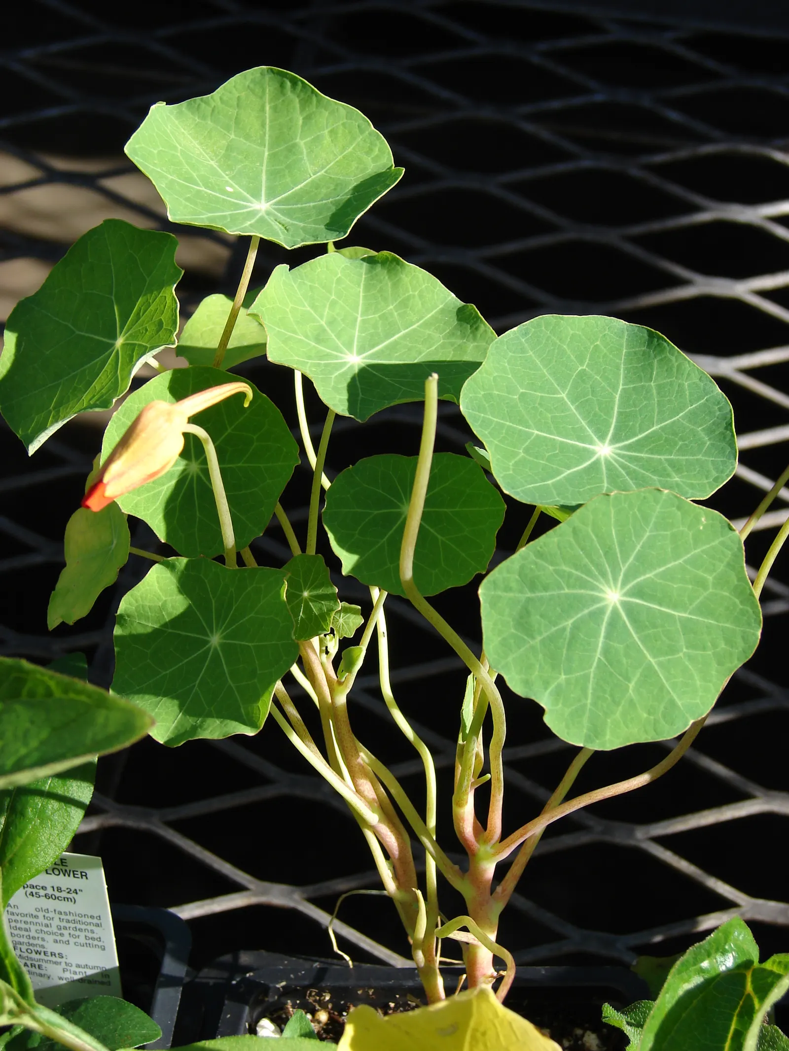 Garden Nasturtium (Tropaeolum Majus) — It is drought-tolerant once established, making it a low-maintenance option for busy gardeners; creating, image 72