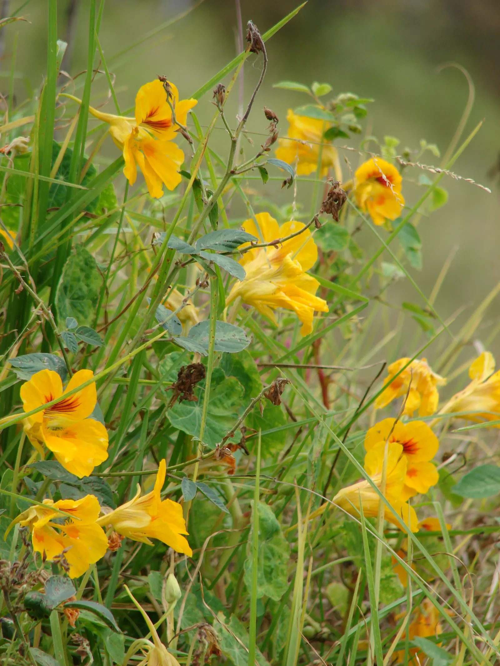 Garden Nasturtium (Tropaeolum Majus) — Its edible blooms and leaves add a peppery flavor to dishes; the leaves of the Nasturtium are nearly as, image 40