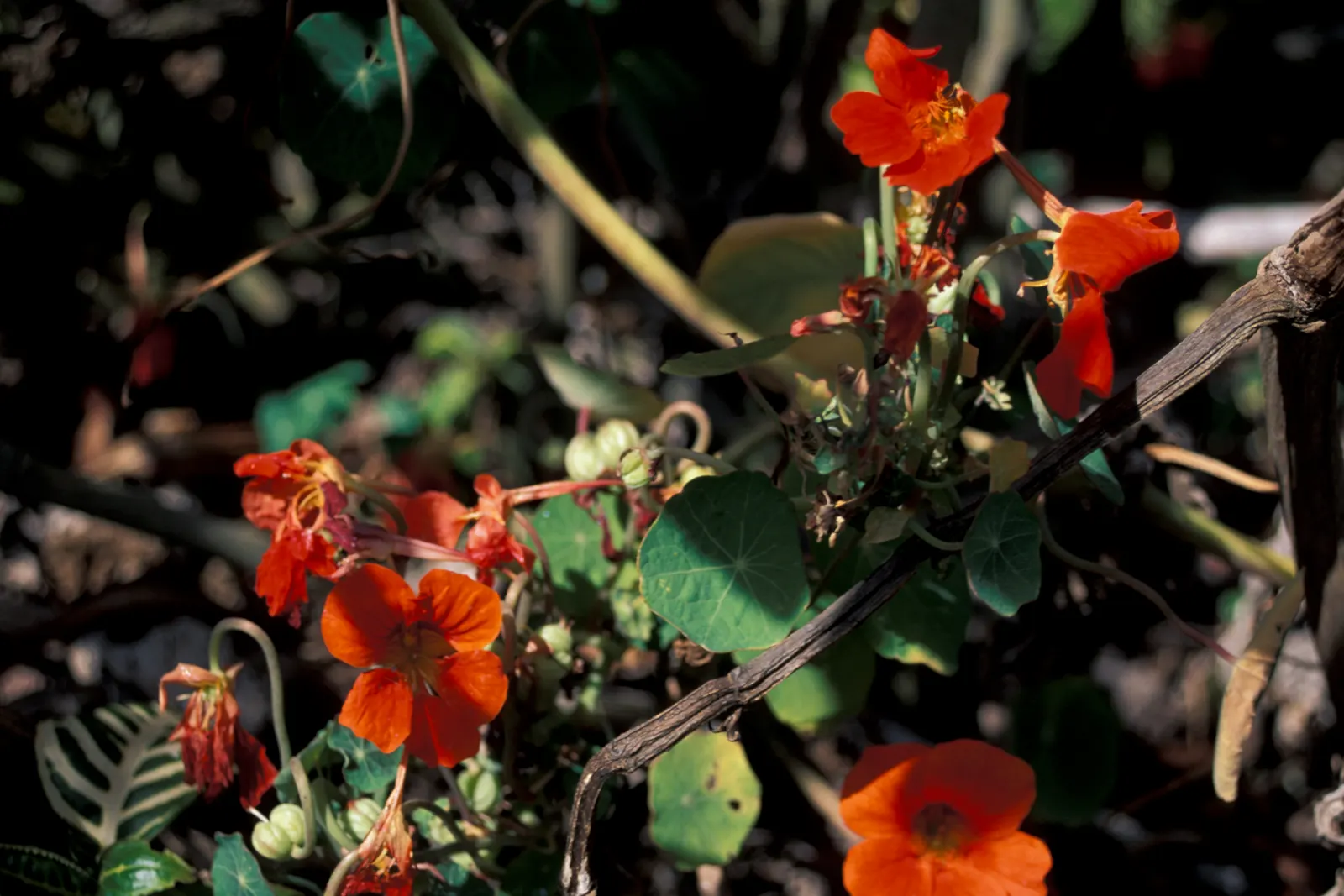 Garden Nasturtium (Tropaeolum Majus) — its trailing varieties can cascade over edges; preferring full sun to partial shade and well-draining soil, image 47