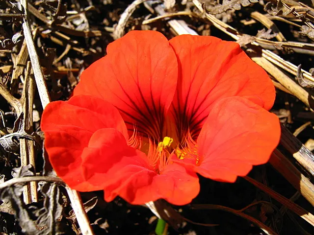 Garden Nasturtium (Tropaeolum Majus) — One notable feature is the foliage's peltate nature; green umbrellas at around 2 to 5 inches in diameter, image 51